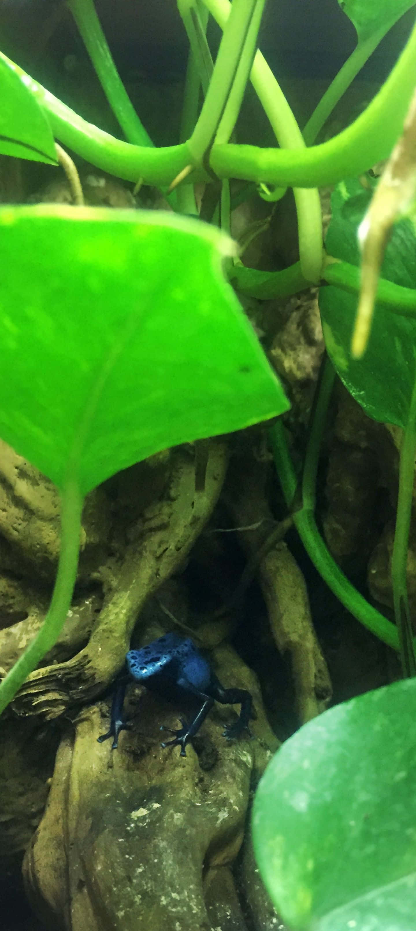 1440x3216 桌布 壁紙 — 一隻鮮藍色毒箭蛙棲息在潮濕叢林環境中，在茂密綠色樹葉下的苔蘚樹皮上。