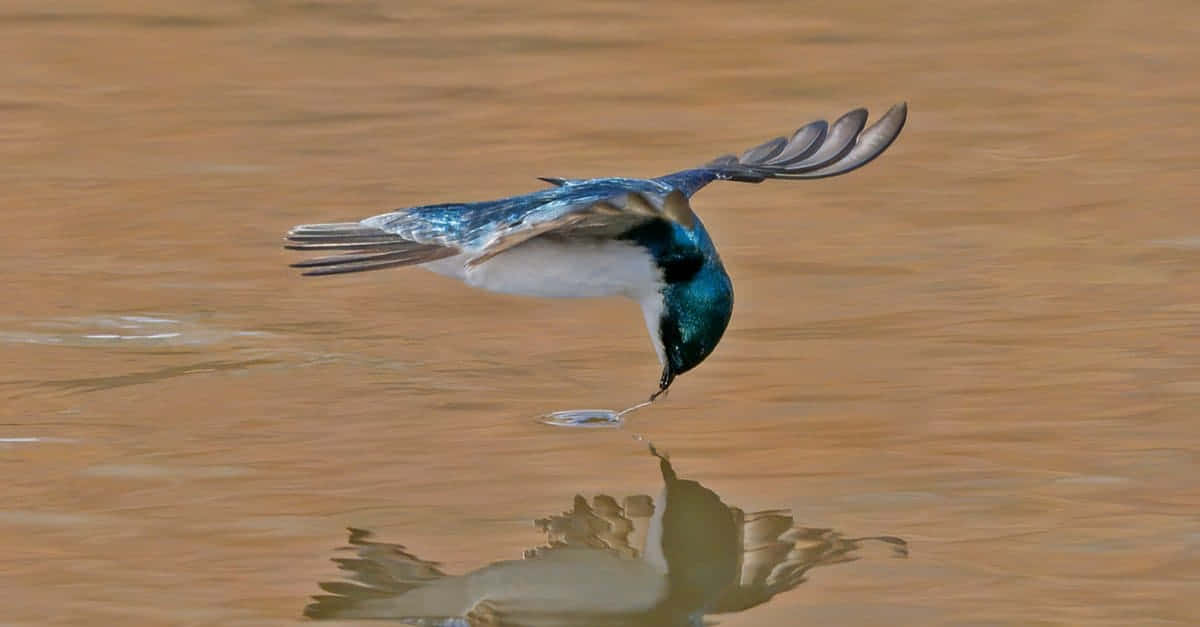 Bluebird 桌布 壁紙 — 一隻鮮藍色白腹的鳥低飛在泥濘的水面上，將喙浸入水中飲水。