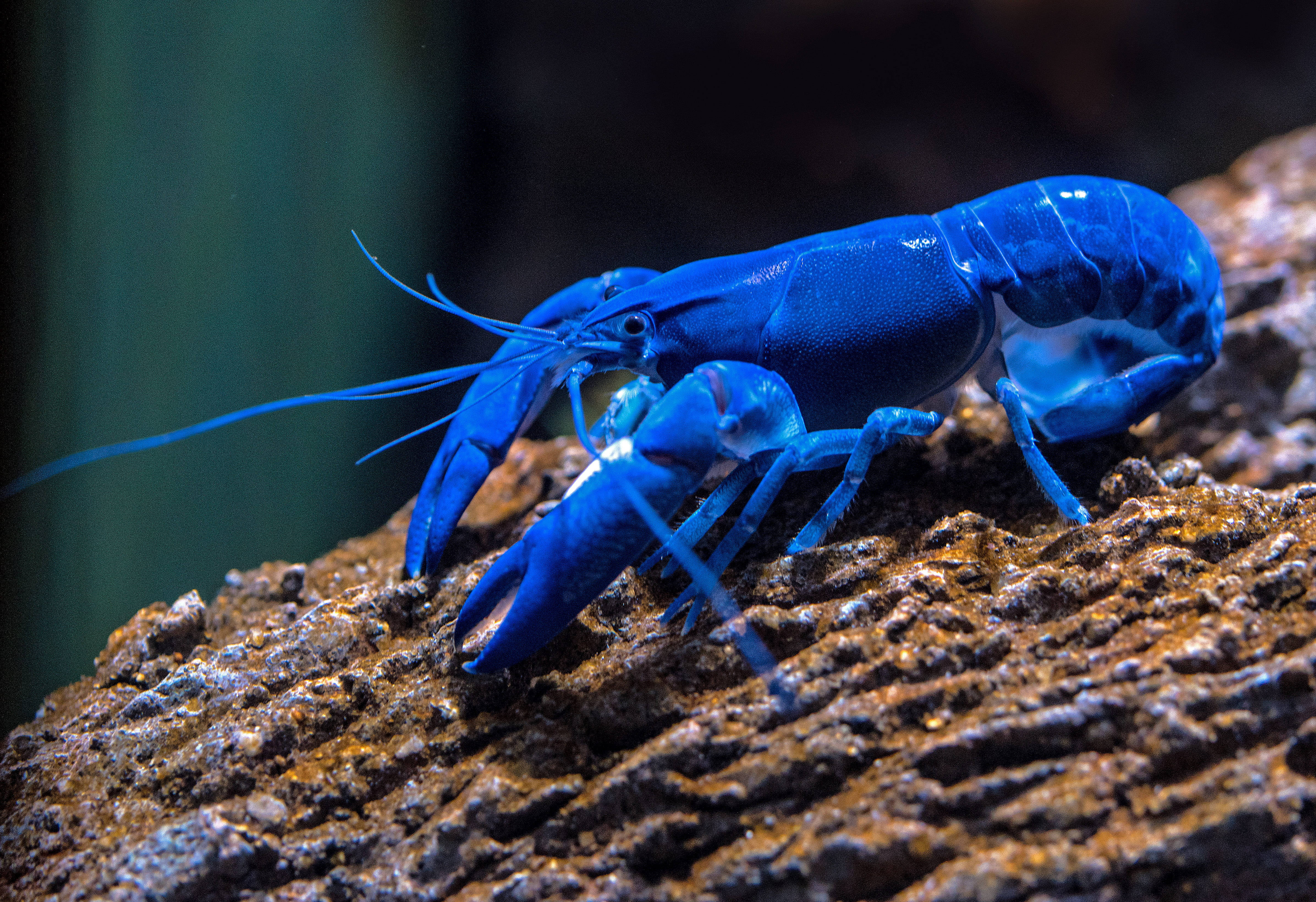 Lobster 桌布 壁紙 — 一隻鮮藍色的小龍蝦棲息在質感粗糙的棕色木頭上，處於光線昏暗的水生環境中。
