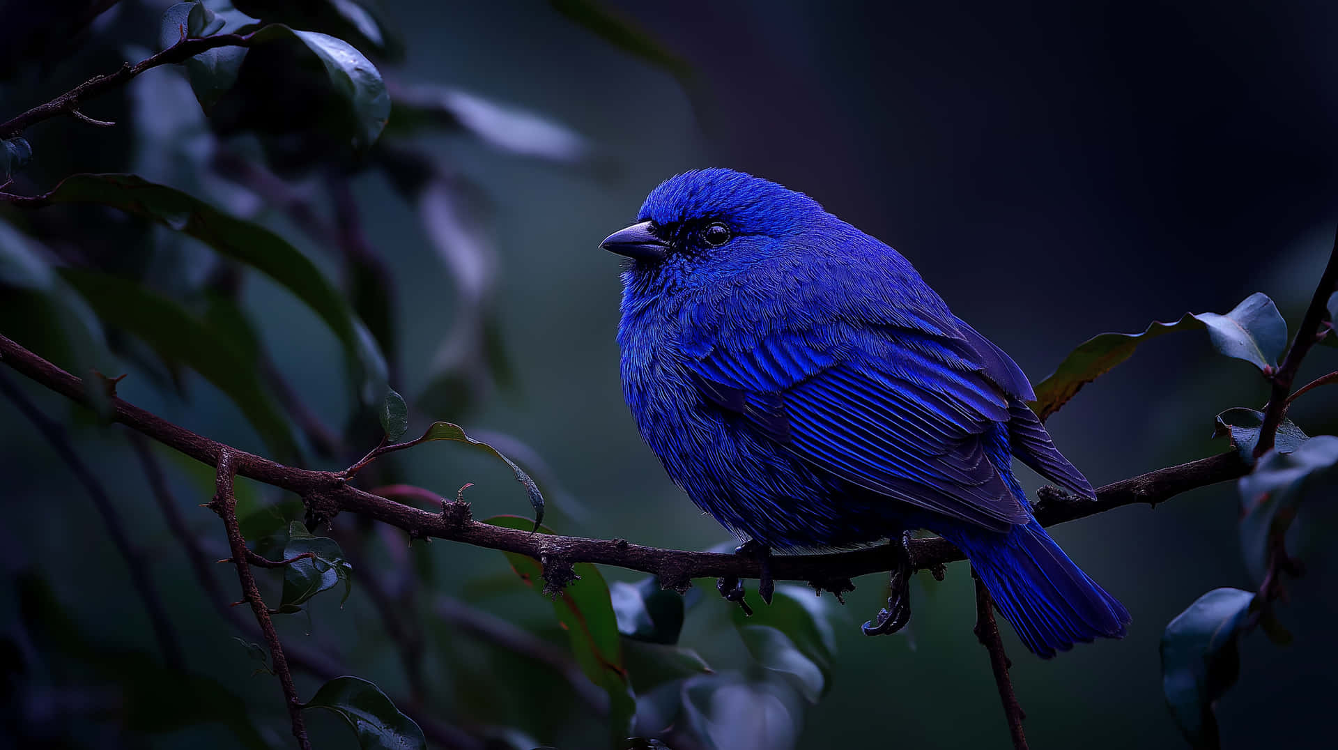 Intensely Vibrant Bird Perched on Branch in Dim Light 壁紙 — 一隻鮮藍色的鳥棲息在樹枝上，周圍是深綠色樹葉，在陰暗的燈光下。