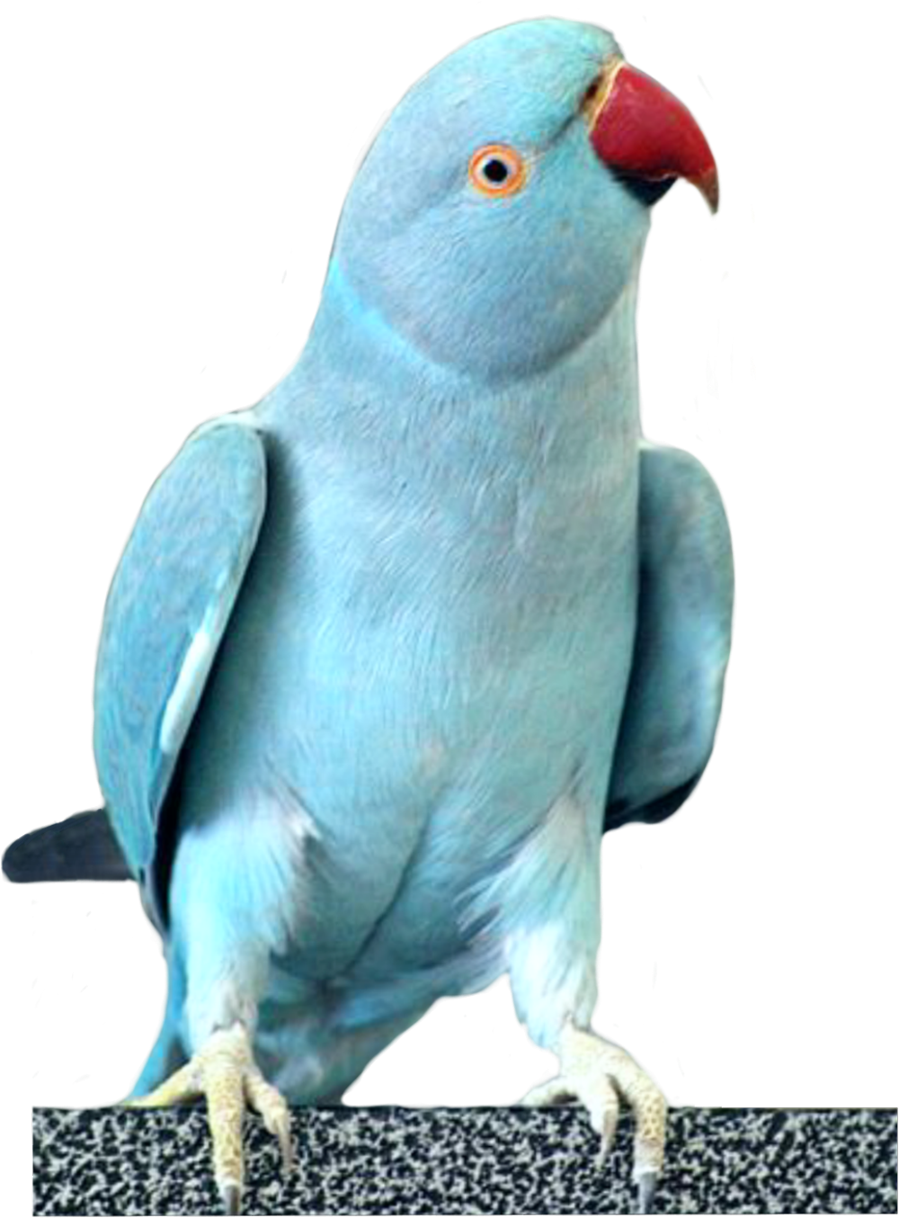 cockatoo 桌布 壁紙 — 一隻鮮藍色的鸚鵡，紅色的喙，警覺地棲息在斑點表面上，襯托著純黑色的背景。