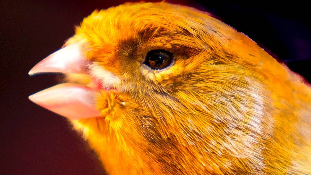 Yellow Bird 桌布 壁紙 — 一隻鮮豔橙色鳥類的特寫，羽毛細節豐富，粉紅色柔軟的喙，背景為深色。