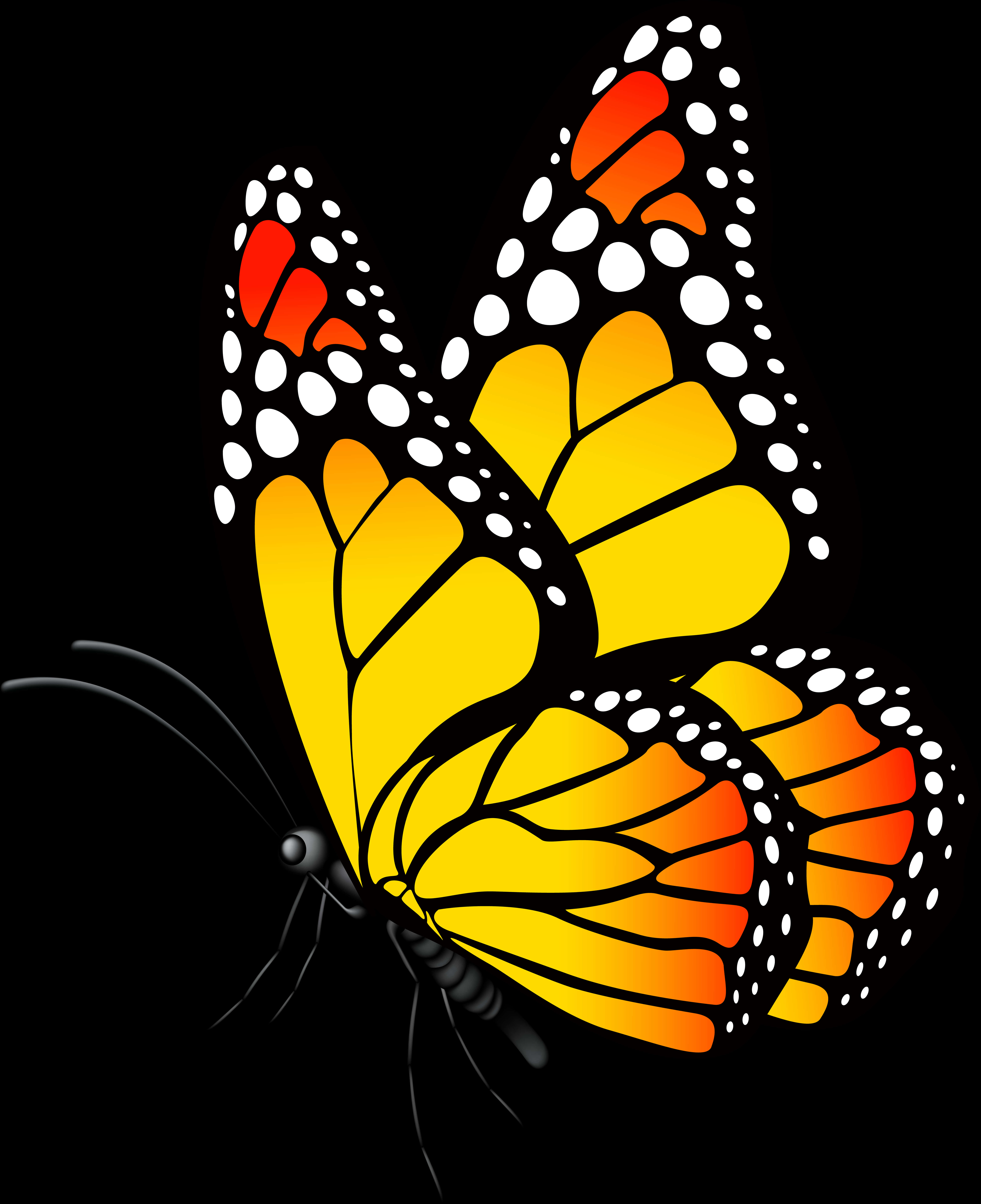 Monarch Butterfly 桌布 壁紙 — 一隻鮮豔的帝王斑蝶，帶有黃色、橙色和黑色的翅膀，點綴著白色斑點，背景為純黑色。