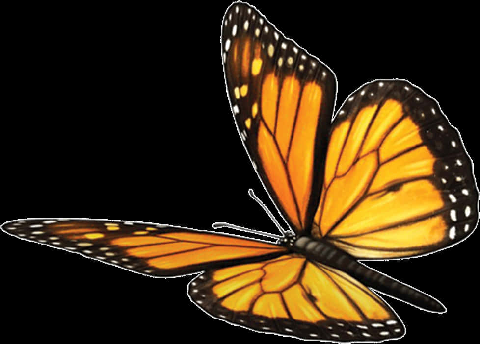Monarch Butterfly 桌布 壁紙 — 一隻鮮豔的帝王斑蝶，擁有橙色翅膀和黑色脈絡，在純黑背景上優雅地滑翔。