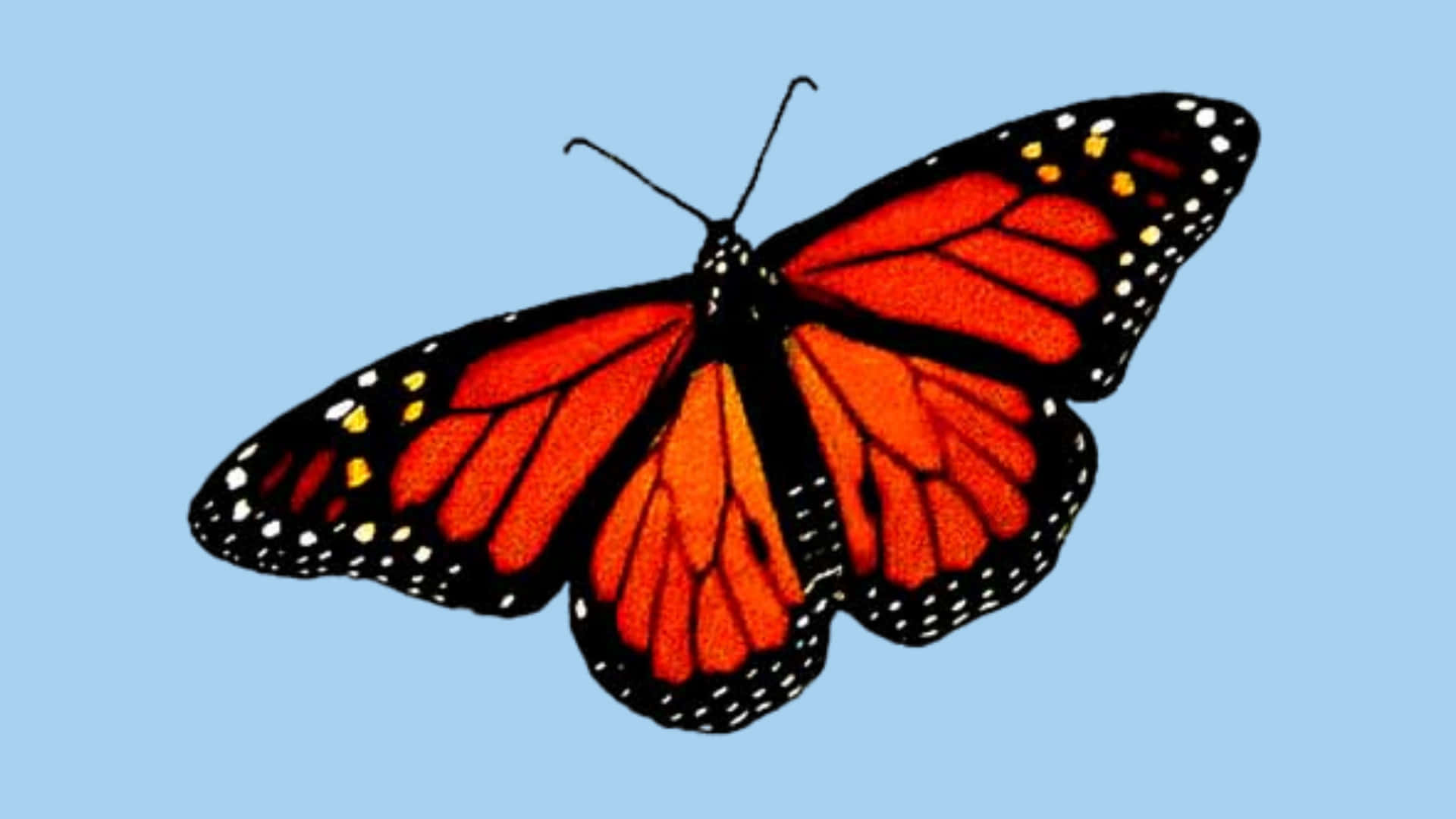 Red Butterfly 桌布 壁紙 — 一隻鮮豔的帝王斑蝶，橙色翅膀邊緣有黑色和白色斑點，在柔和的藍天中飛翔。