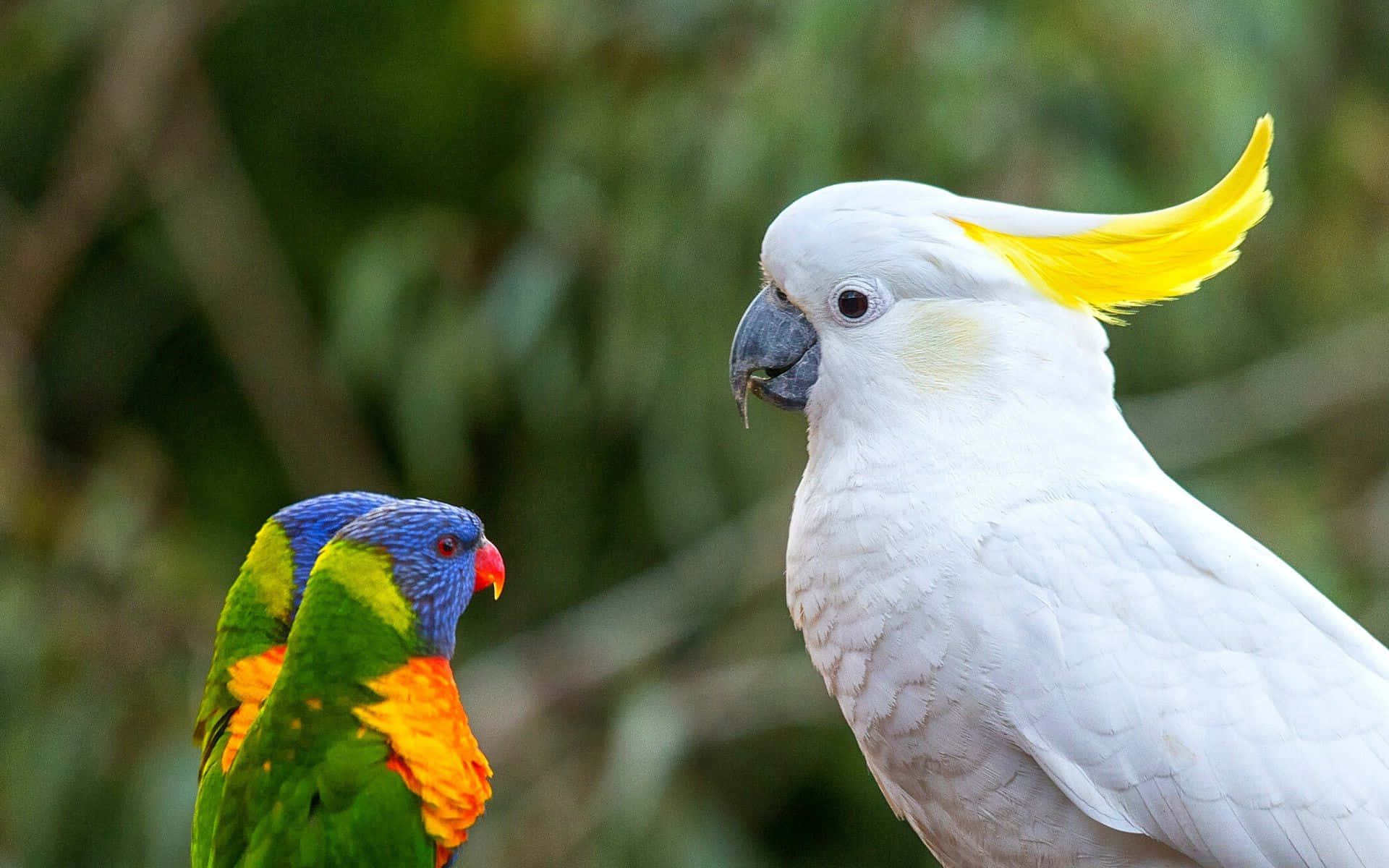 parrot 桌布 壁紙 — 一隻鮮豔的彩虹鸚鵡和一隻帶有黃色冠羽的白色鳳頭鸚鵡在模糊的綠色樹葉背景中面對面。