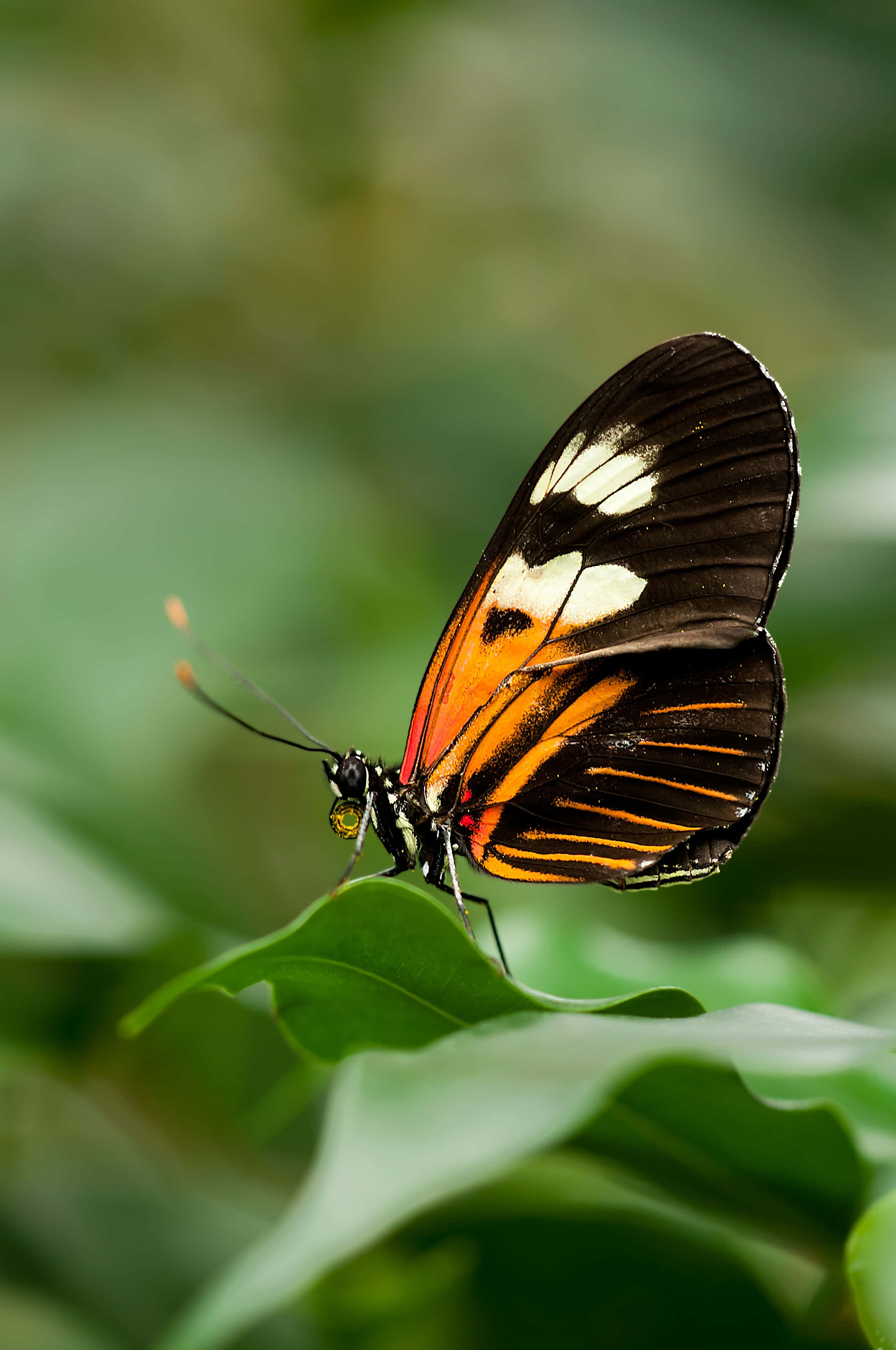 Real Butterfly 桌布 壁紙 — 一隻鮮豔的橙、黑、白色蝴蝶，輕柔地棲息在茂盛的綠葉上，背景是柔和模糊的樹葉。