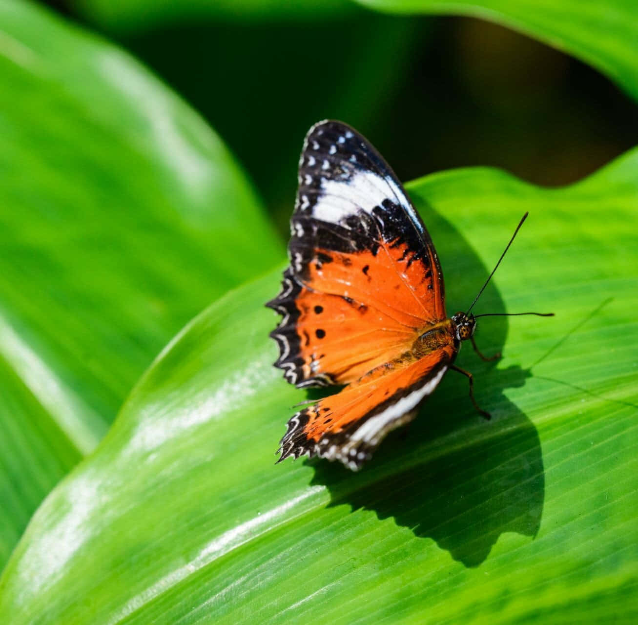 Butterfly Zoo 桌布 壁紙 — 一隻鮮豔的橙、黑、白色蝴蝶，輕輕停在一片沐浴在明亮陽光下的光澤綠葉上。
