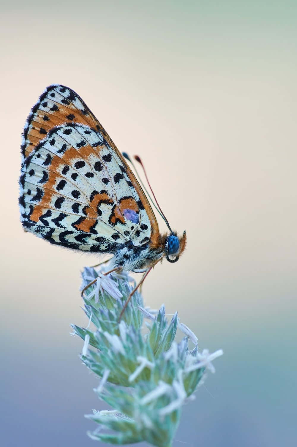 Butterfly Photography 桌布 壁紙 — 一隻鮮豔的橙、黑、白色蝴蝶特寫，輕巧地棲息在柔軟的綠色植物上，背景是模糊的粉彩色。