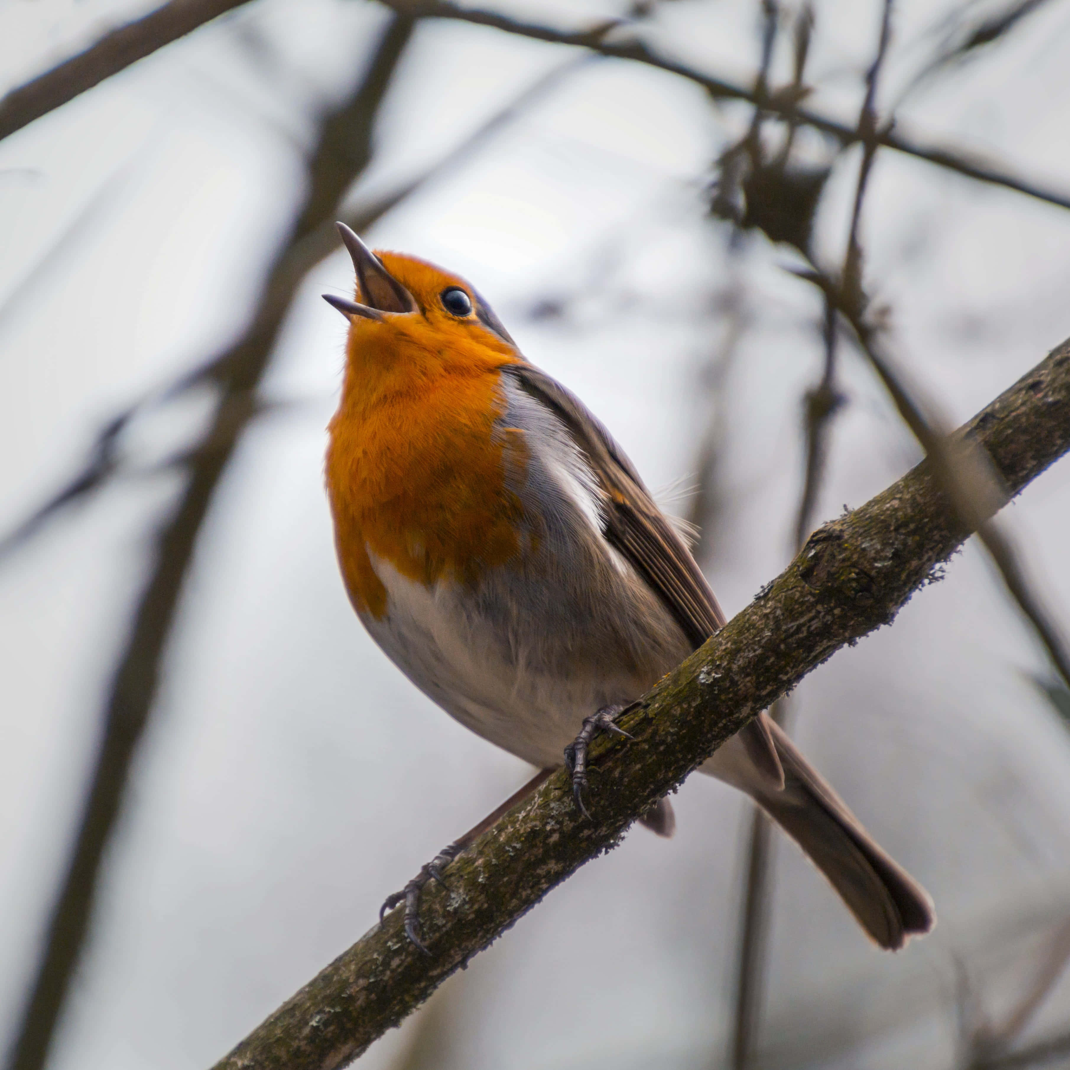 Birds Chirping 桌布 壁紙 — 一隻鮮豔的橙胸知更鳥棲息在長滿苔蘚的樹枝上，在柔和模糊的冬季背景下歌唱。