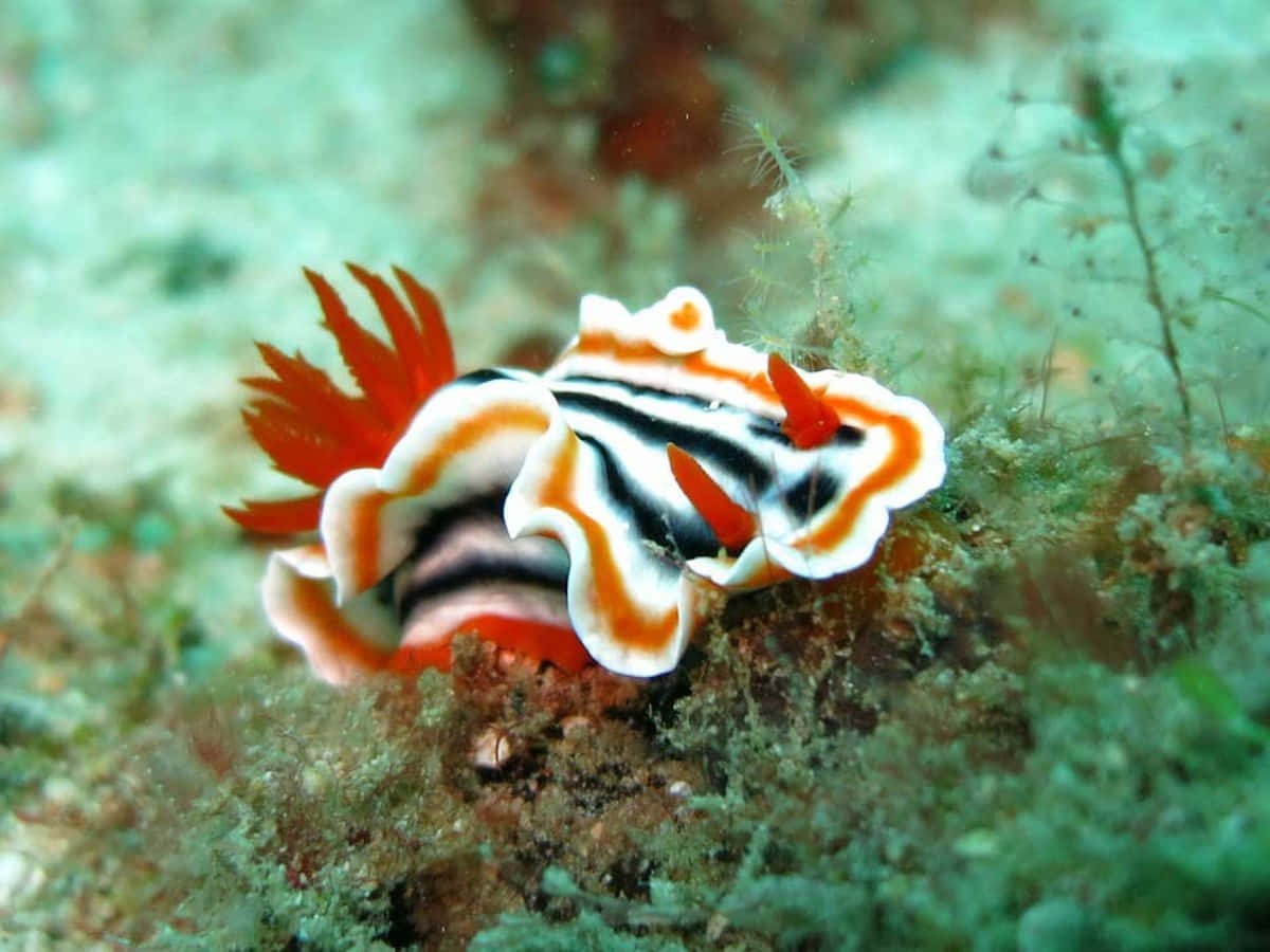 Sea Animal 桌布 壁紙 — 一隻鮮豔的橙色、白色和黑色海蛞蝓在佈滿綠色藻類的沙質海底上優雅地滑行。