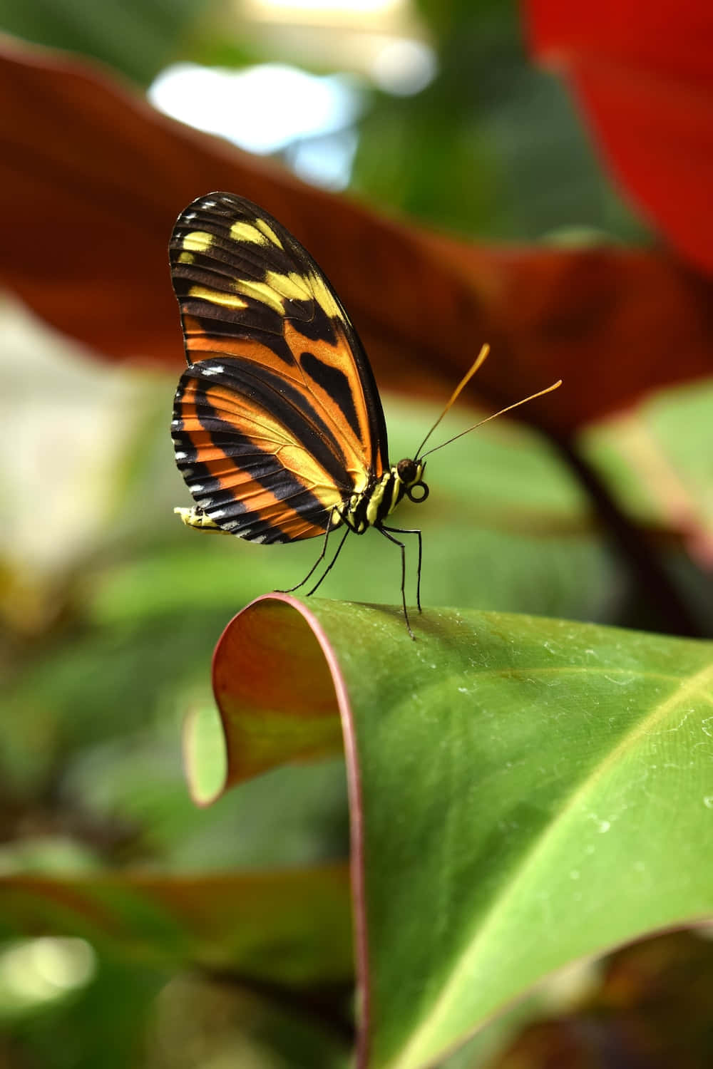 Real Butterfly 桌布 壁紙 — 一隻鮮豔的橙色、黑色和黃色蝴蝶，輕輕地停在一片光亮的綠葉上，背景是模糊的熱帶樹葉。