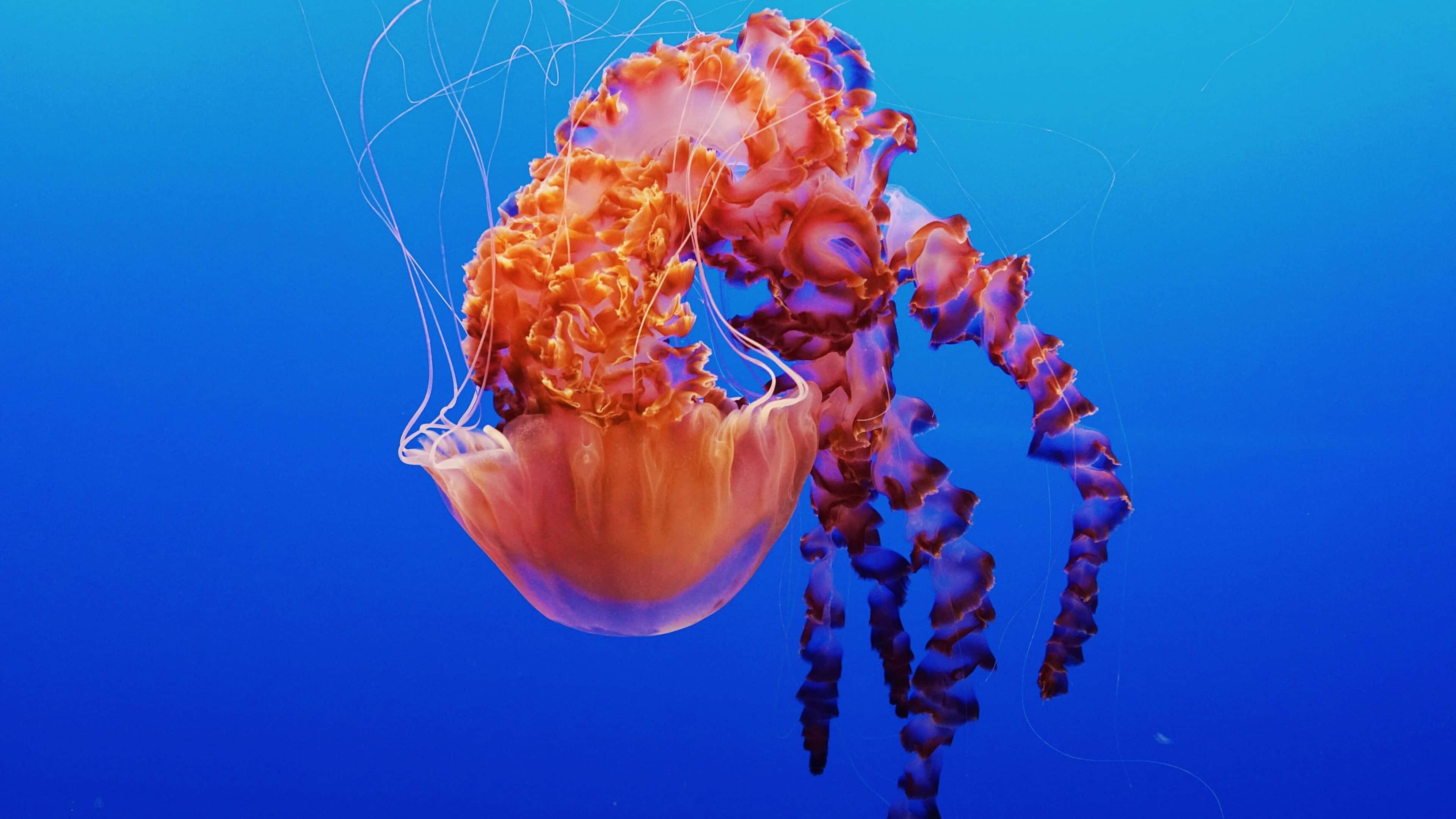 4K Jellyfish 桌布 壁紙 — 一隻鮮豔的橙色和紫色水母在深藍色的海水中優雅地滑行，細長的觸鬚在身後飄動。
