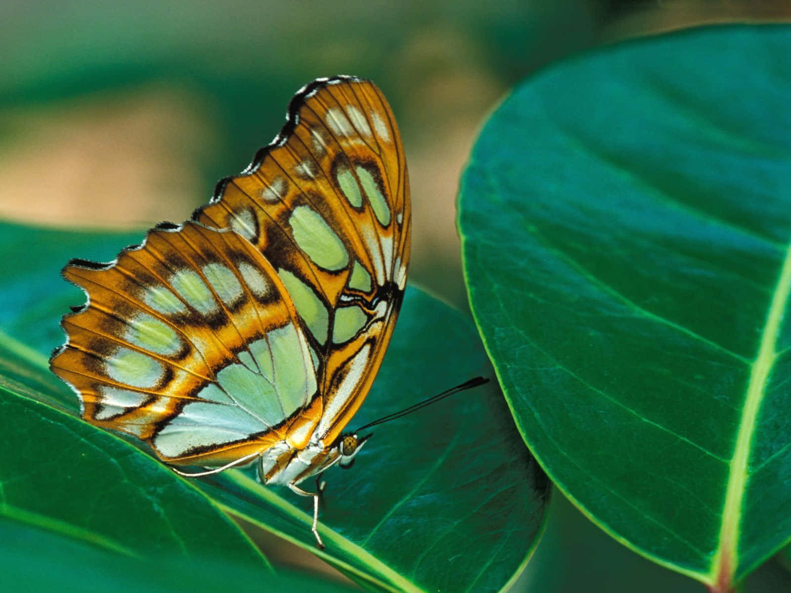 Butterfly Photos 桌布 壁紙 — 一隻鮮豔的橙色和綠色蝴蝶輕輕停在一塊大的光澤綠葉上，伴隨著柔和自然光。