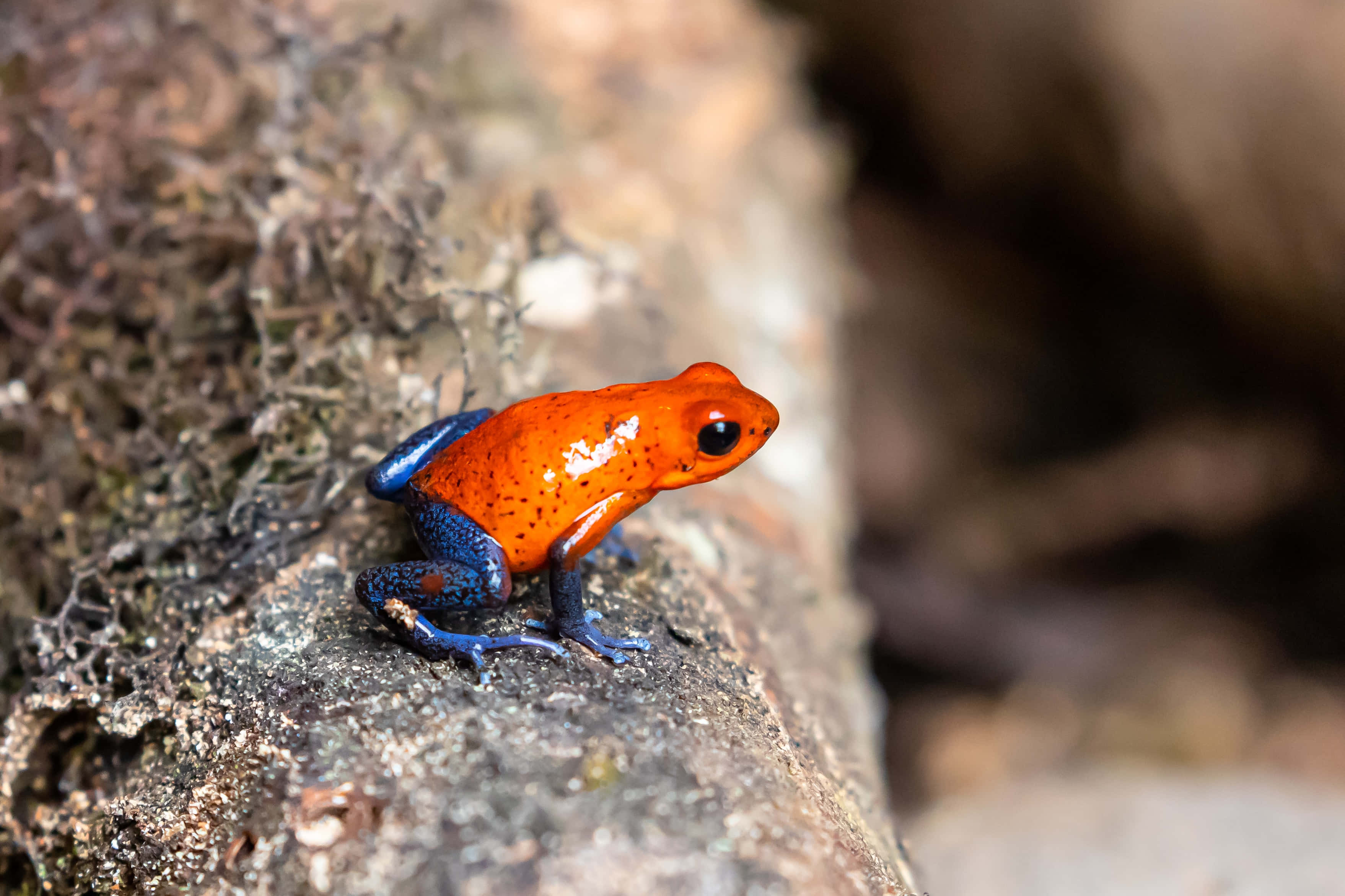 Frog 桌布 壁紙 — 一隻鮮豔的橙色和藍色箭毒蛙棲息在森林環境中長滿苔蘚的石頭上。