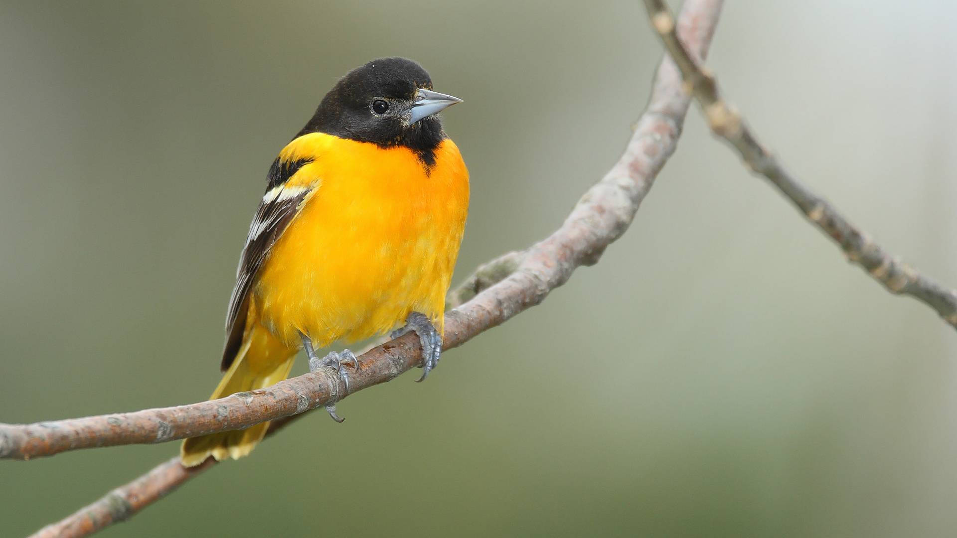Yellow Bird 桌布 壁紙 — 一隻鮮豔的橙色和黑色小鳥平靜地棲息在光禿禿的樹枝上，背景是柔和模糊的綠色。