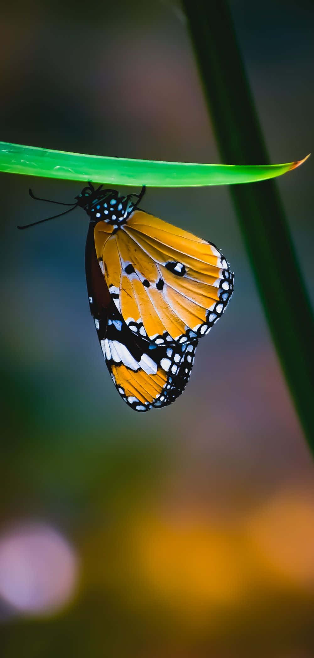 Butterfly Photography 桌布 壁紙 — 一隻鮮豔的橙色和黑色帝王蝶輕輕地停在一片亮綠色的葉子上，背景是柔和模糊的自然景色。