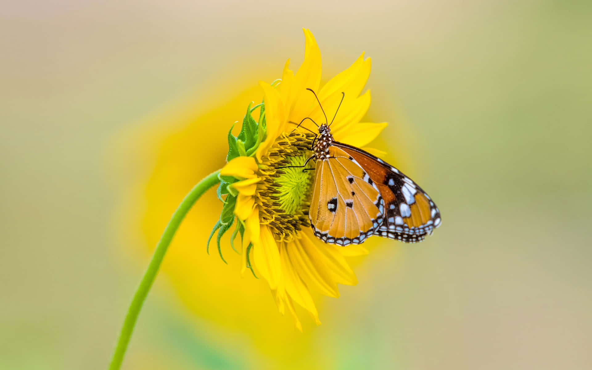 Sunflowers 桌布 壁紙 — 一隻鮮豔的橙色和黑色帝王蝶輕輕地棲息在明亮的黃色向日葵上，背景是柔和模糊的綠色。