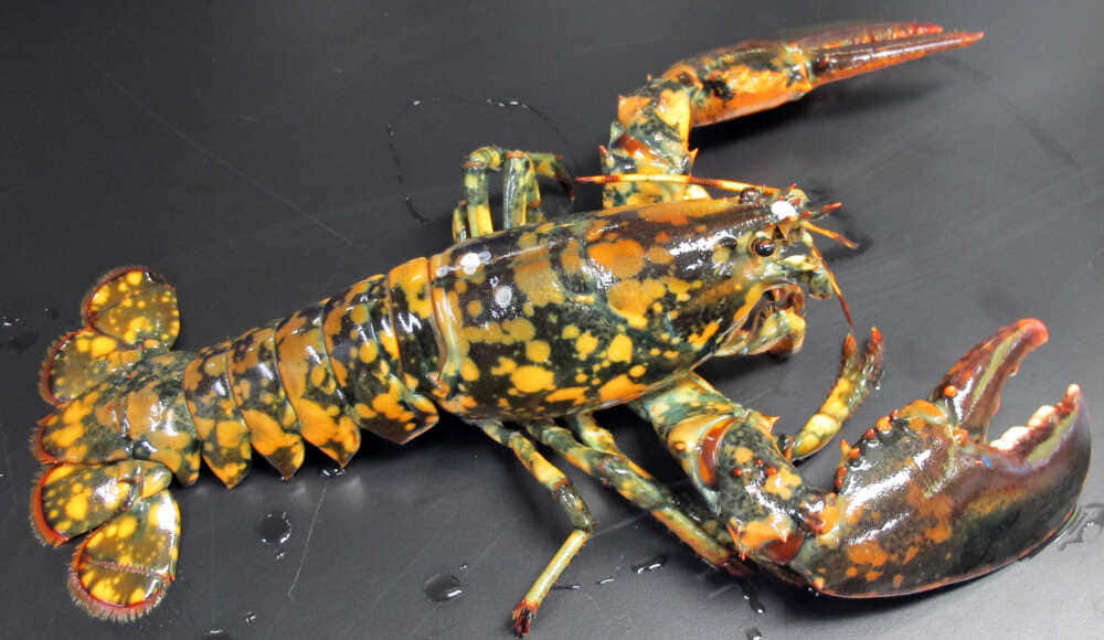 Lobster 桌布 壁紙 — 一隻鮮豔的橙色和黑色斑點活龍蝦在黑暗潮濕的表面上休息，水滴在明亮燈光下閃閃發光。