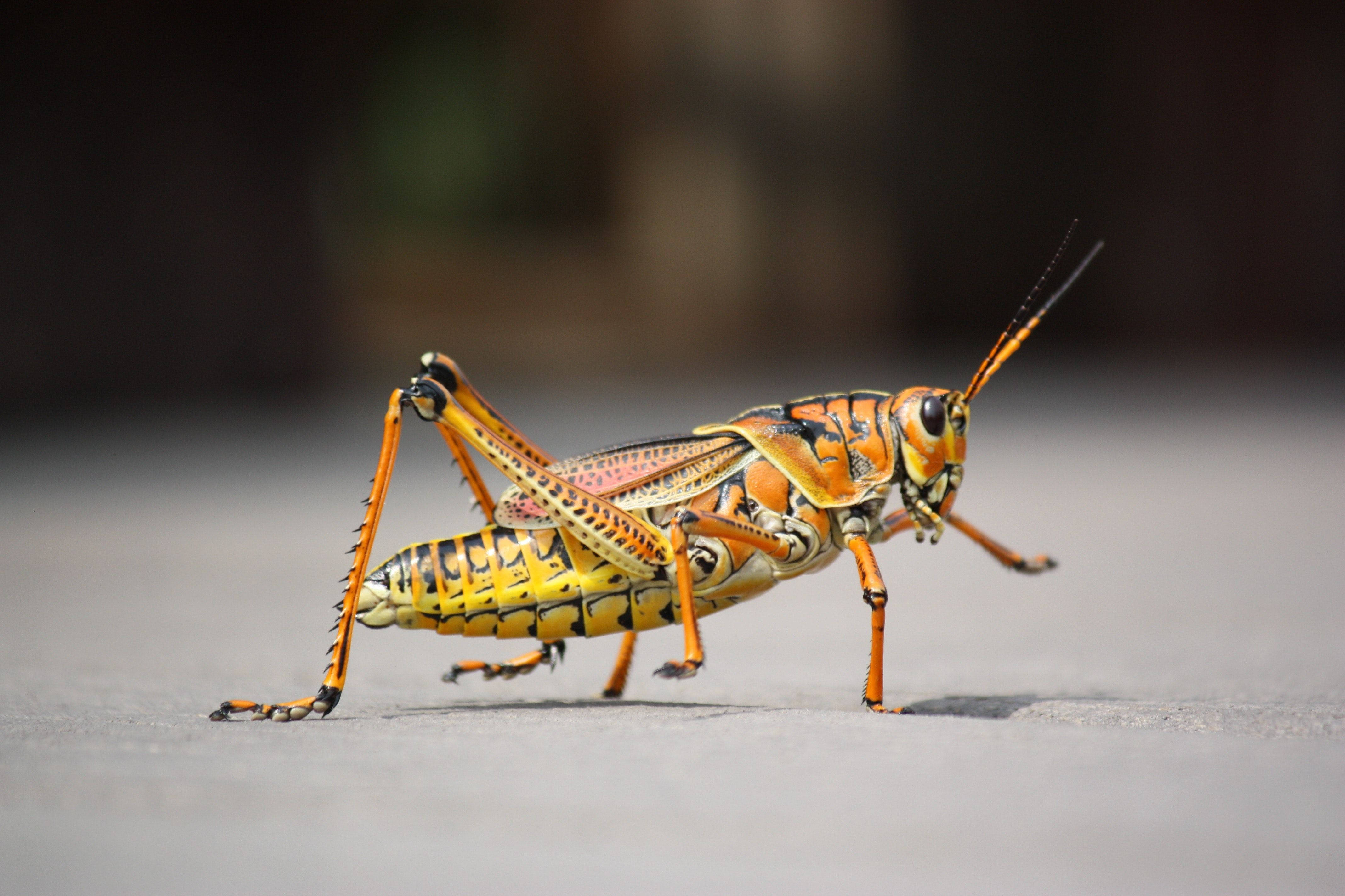 Grasshopper 桌布 壁紙 — 一隻鮮豔的橙色和黑色蚱蜢站在光滑的灰色表面上，背景是柔和模糊的自然景色。