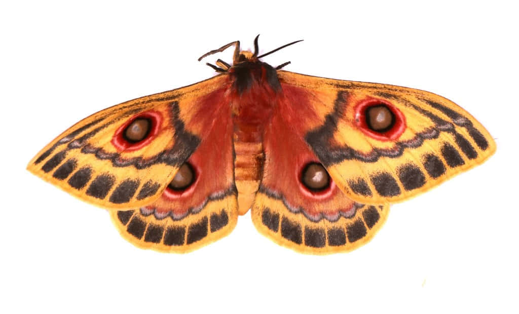 moth 桌布 壁紙 — 一隻鮮豔的橙色和黑色蛾，翅膀上有眼狀斑點，停在純白色背景上。