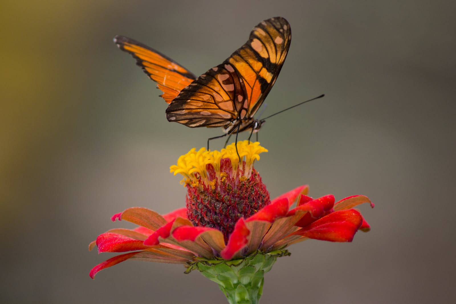 full HD butterfly 桌布 壁紙 — 一隻鮮豔的橙色和黑色蝴蝶，在柔和模糊的背景中，優雅地停在一朵紅黃相間的花上。