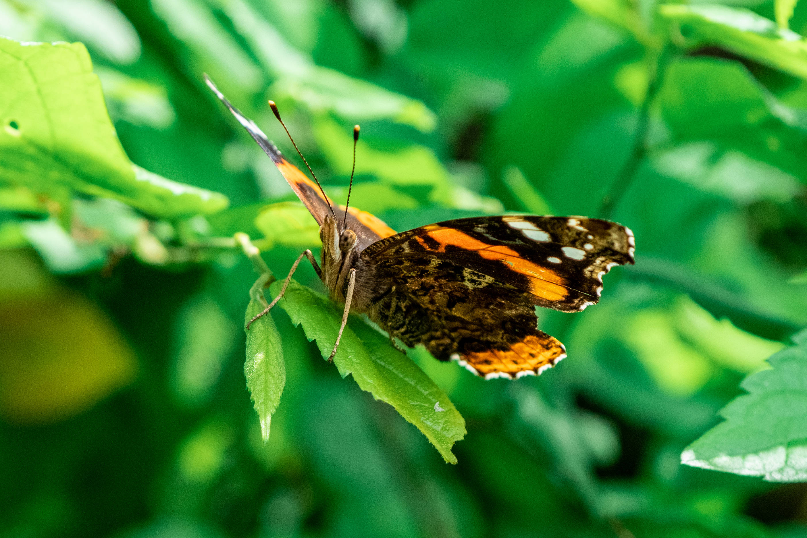 Cute Butterfly 桌布 壁紙 — 一隻鮮豔的橙色和黑色蝴蝶，在茂密的樹葉中，輕柔地停在一片亮綠色的葉子上。