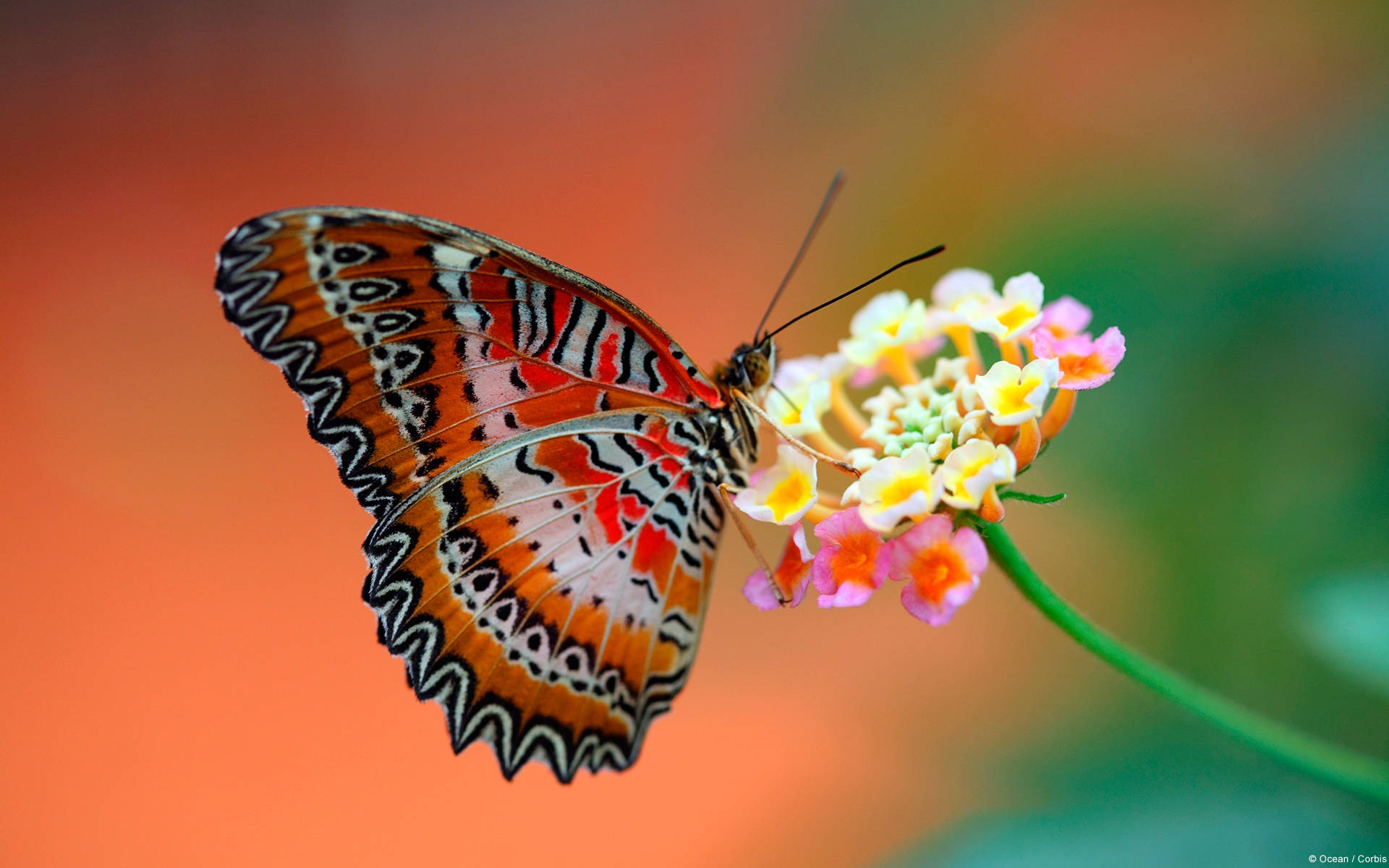 一隻色彩繽紛的蝴蝶停在一簇粉紅色和黃色的小花上。 — 蝴蝶 GIF 壁紙