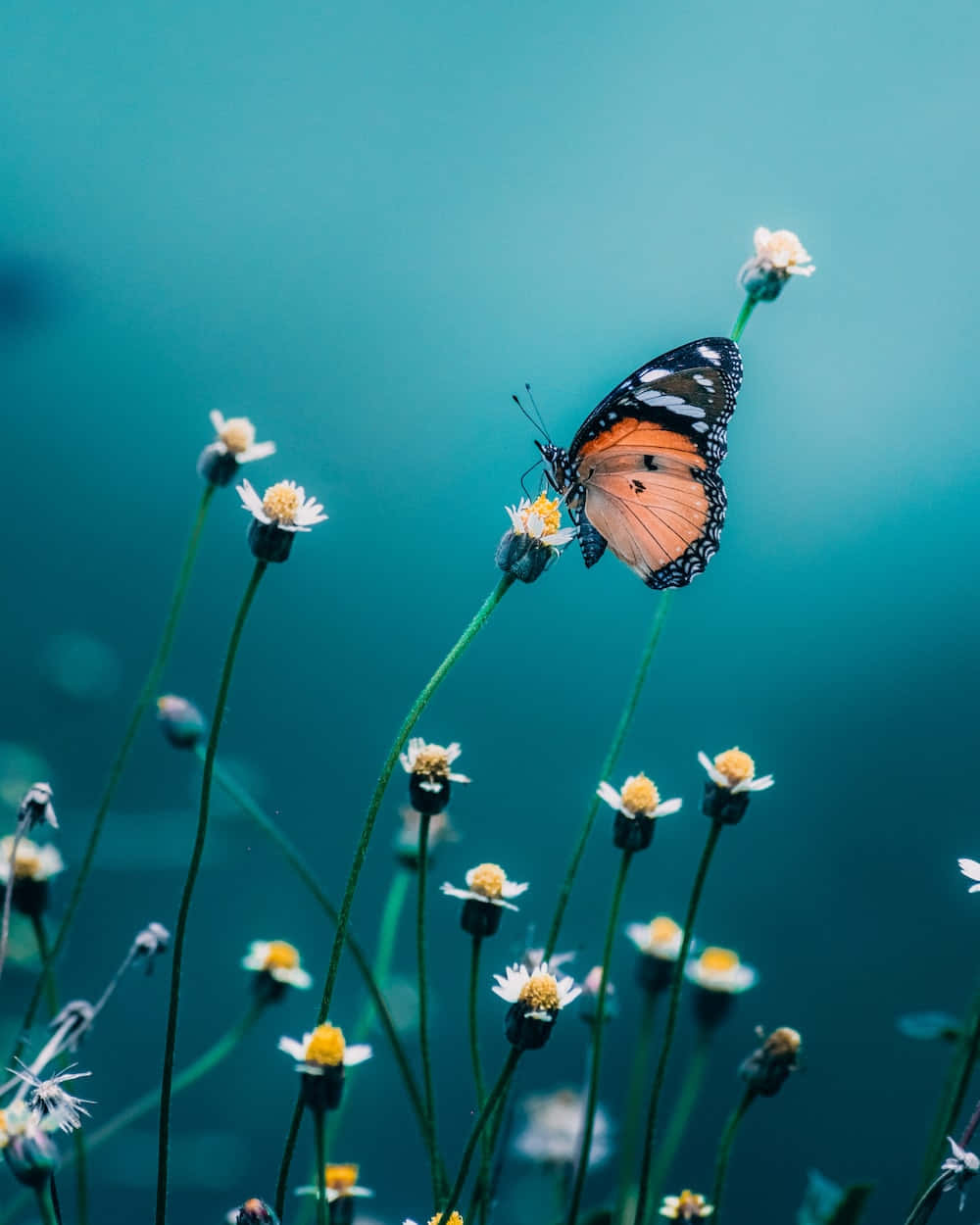 Butterflies 桌布 壁紙 — 一隻鮮豔的橙色和黑色蝴蝶，輕柔地停在一朵小小的白色花朵上，背景是柔和的藍綠色模糊效果。