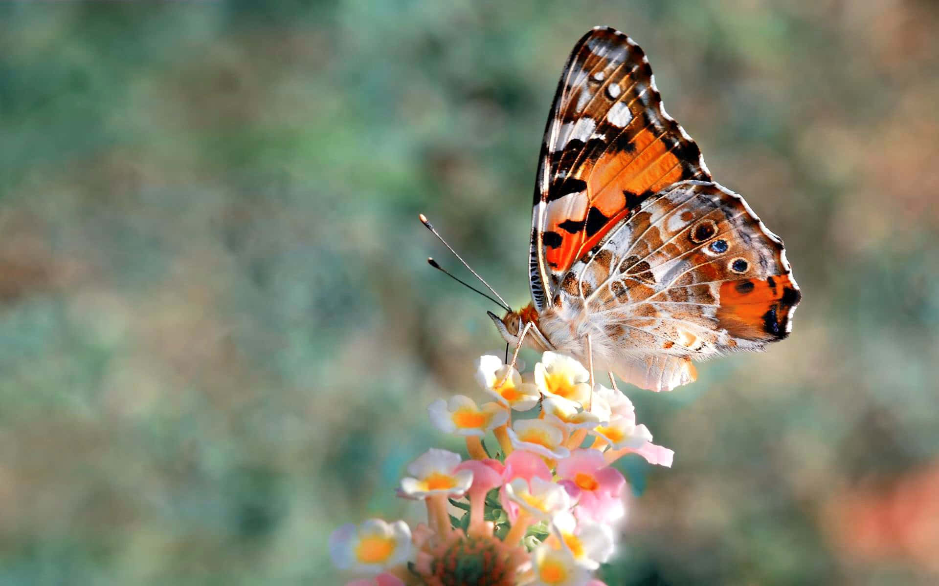 Butterfly Species 桌布 壁紙 — 一隻鮮豔的橙色和黑色蝴蝶，輕輕停在一簇粉紅色和白色的花朵上，背景是柔和模糊的綠色。