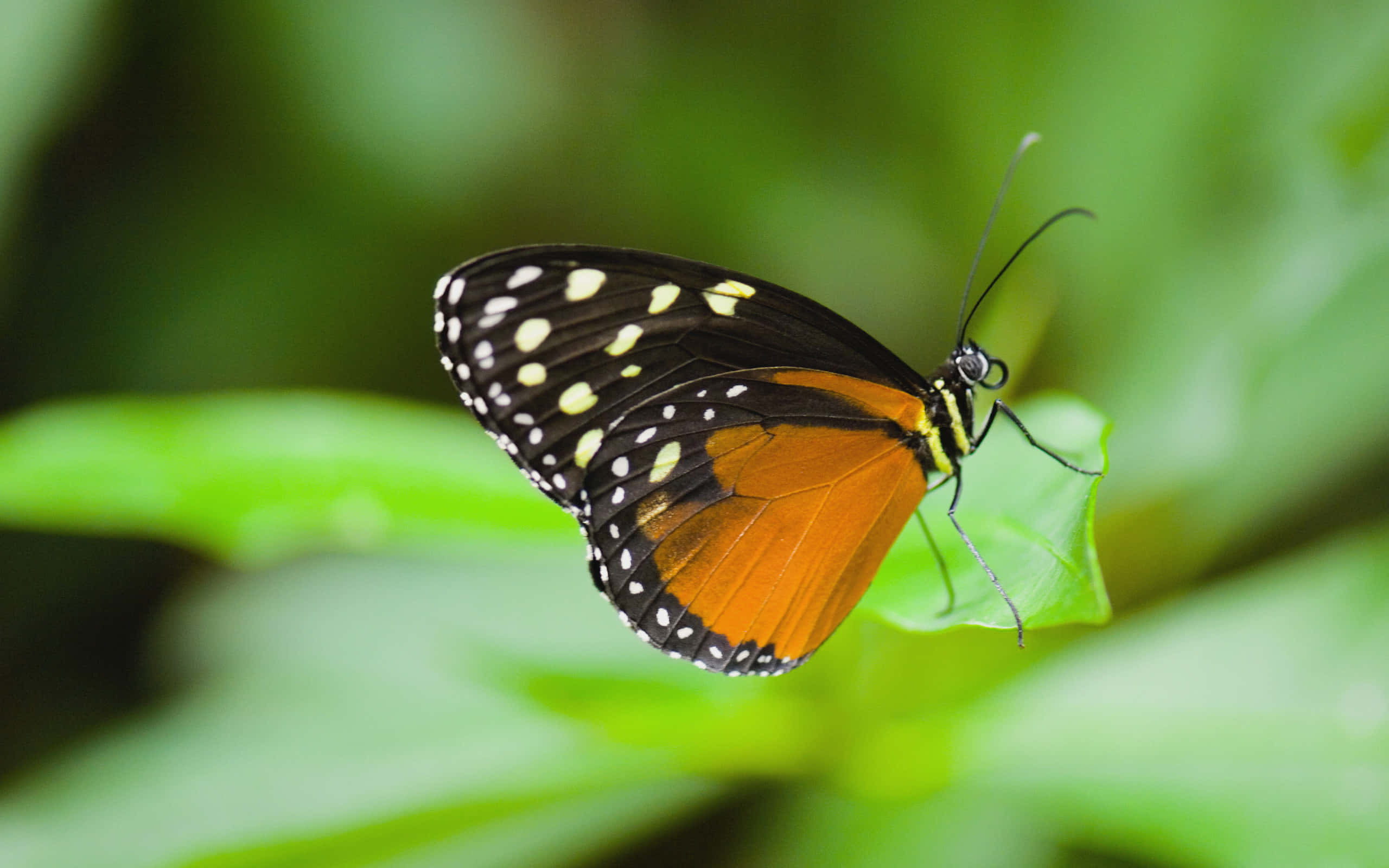 Butterfly Species 桌布 壁紙 — 一隻鮮豔的橙色和黑色蝴蝶帶有白色斑點，輕輕地停在一片亮綠色的葉子上，背景是柔和模糊的樹葉。