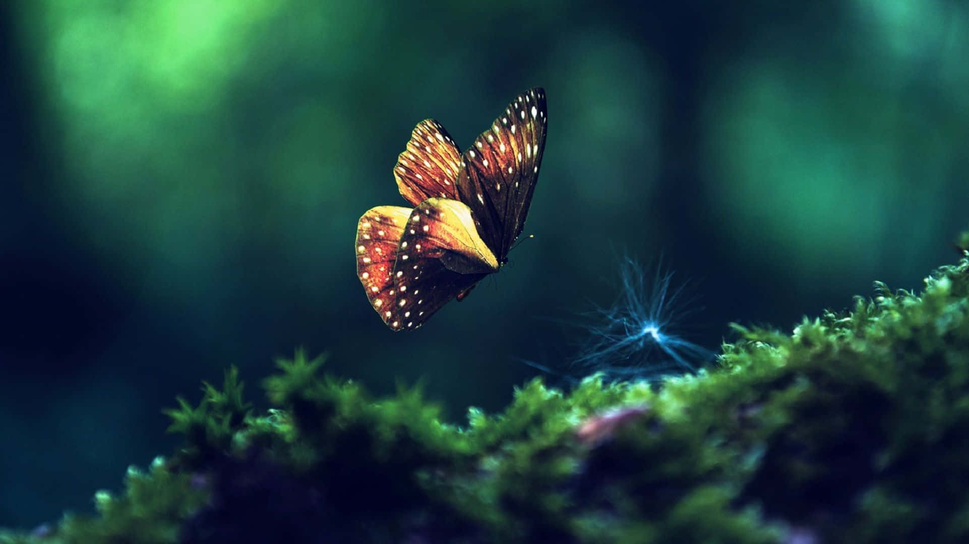 Butterfly Photography 桌布 壁紙 — 一隻鮮豔的橙色和黑色蝴蝶帶有白色斑點，在柔和模糊的森林環境中盤旋在茂密的綠色苔蘚上方。