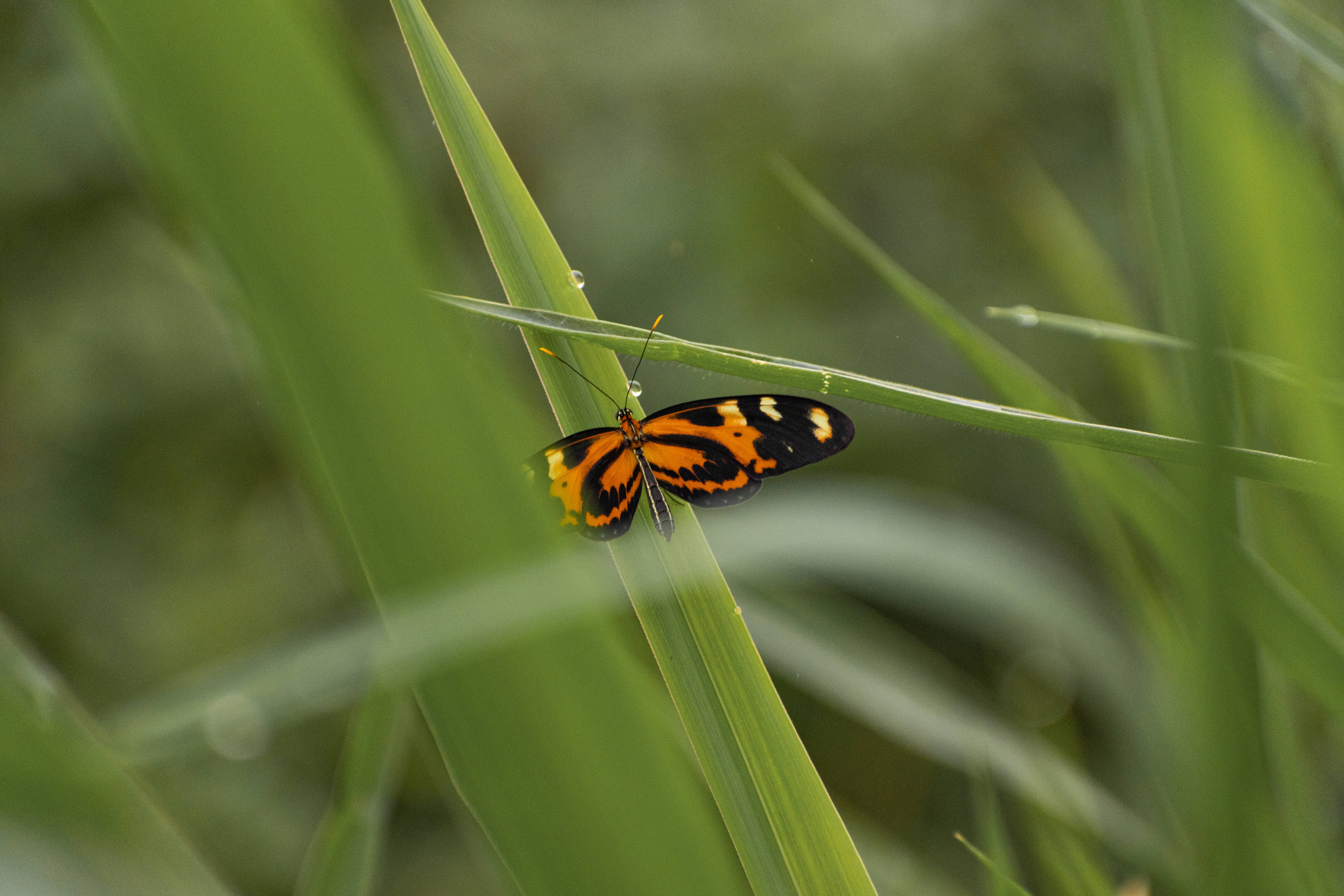 Cute Butterfly 桌布 壁紙 — 一隻鮮豔的橙色和黑色蝴蝶輕柔地停在一根沾滿露水的綠色草葉上，在陽光明媚的草地上。