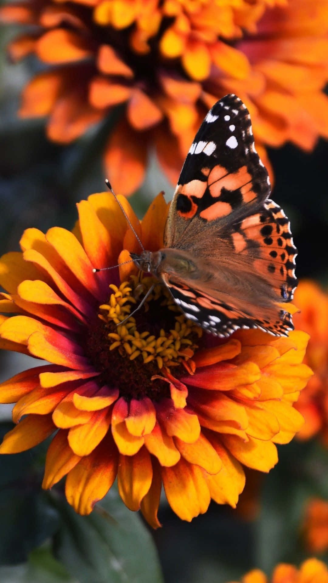 Butterflies 桌布 壁紙 — 一隻鮮豔的橙色和黑色蝴蝶輕輕停在一朵火橙色的百日菊上，背景是模糊的花卉。