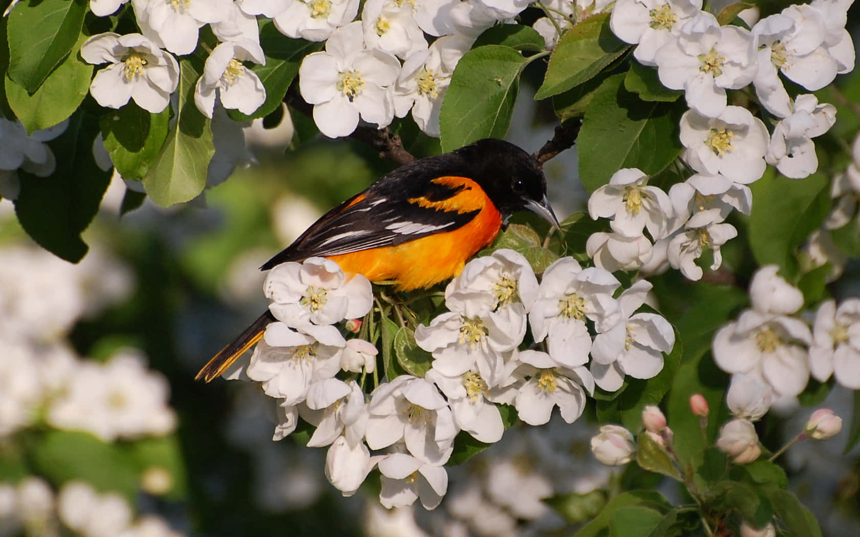 Orioles Bird 桌布 壁紙 — 一隻鮮豔的橙色和黑色鳥兒優雅地棲息在白色花朵和綠葉叢中。