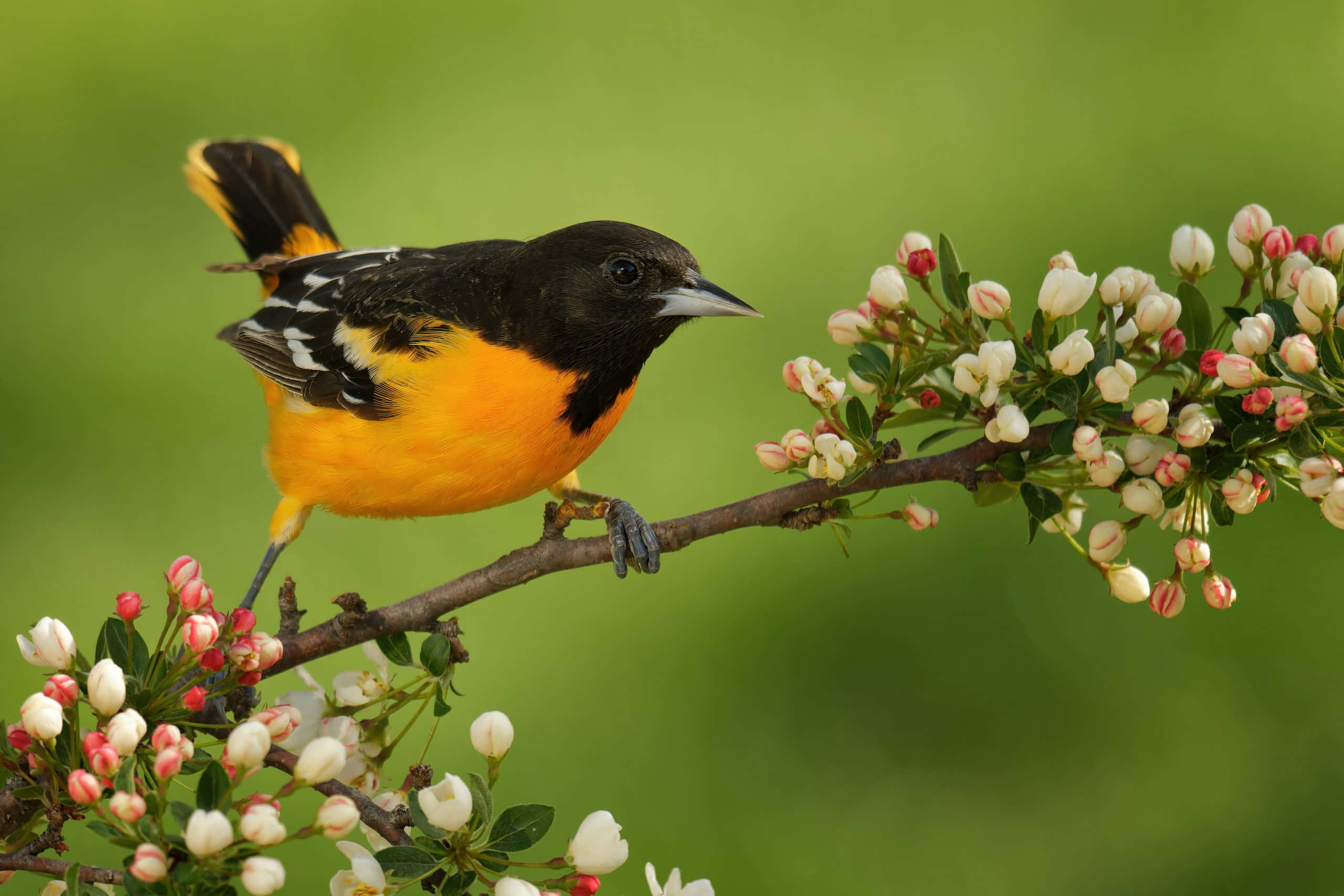 Orioles Bird 桌布 壁紙 — 一隻鮮豔的橙色和黑色鳥兒優雅地棲息在樹枝上，樹枝上點綴著精緻的白色和粉紅色花朵，背景是柔和的綠色。