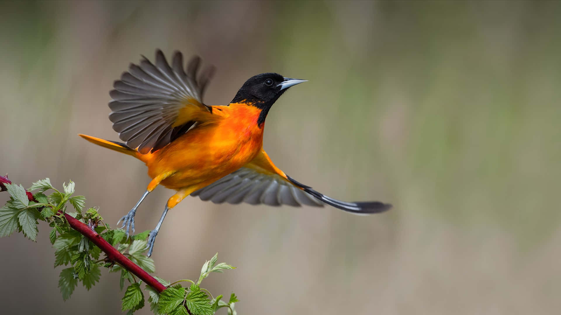 Orioles Bird 桌布 壁紙 — 一隻鮮豔的橙色和黑色鳥兒從綠葉茂密的樹枝上起飛，背景是柔和模糊的自然景色。