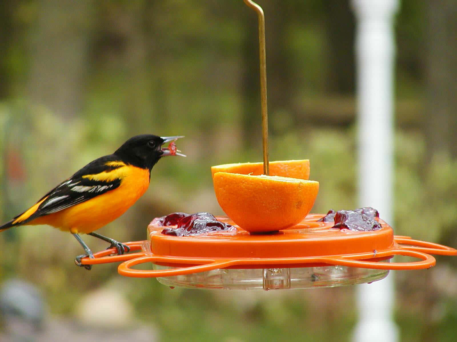 Orioles Bird 桌布 壁紙 — 一隻鮮豔的橙色和黑色鳥兒棲息在一個橙色餵食器上，啜飲著果凍，旁邊有一個明亮的半個橙子。