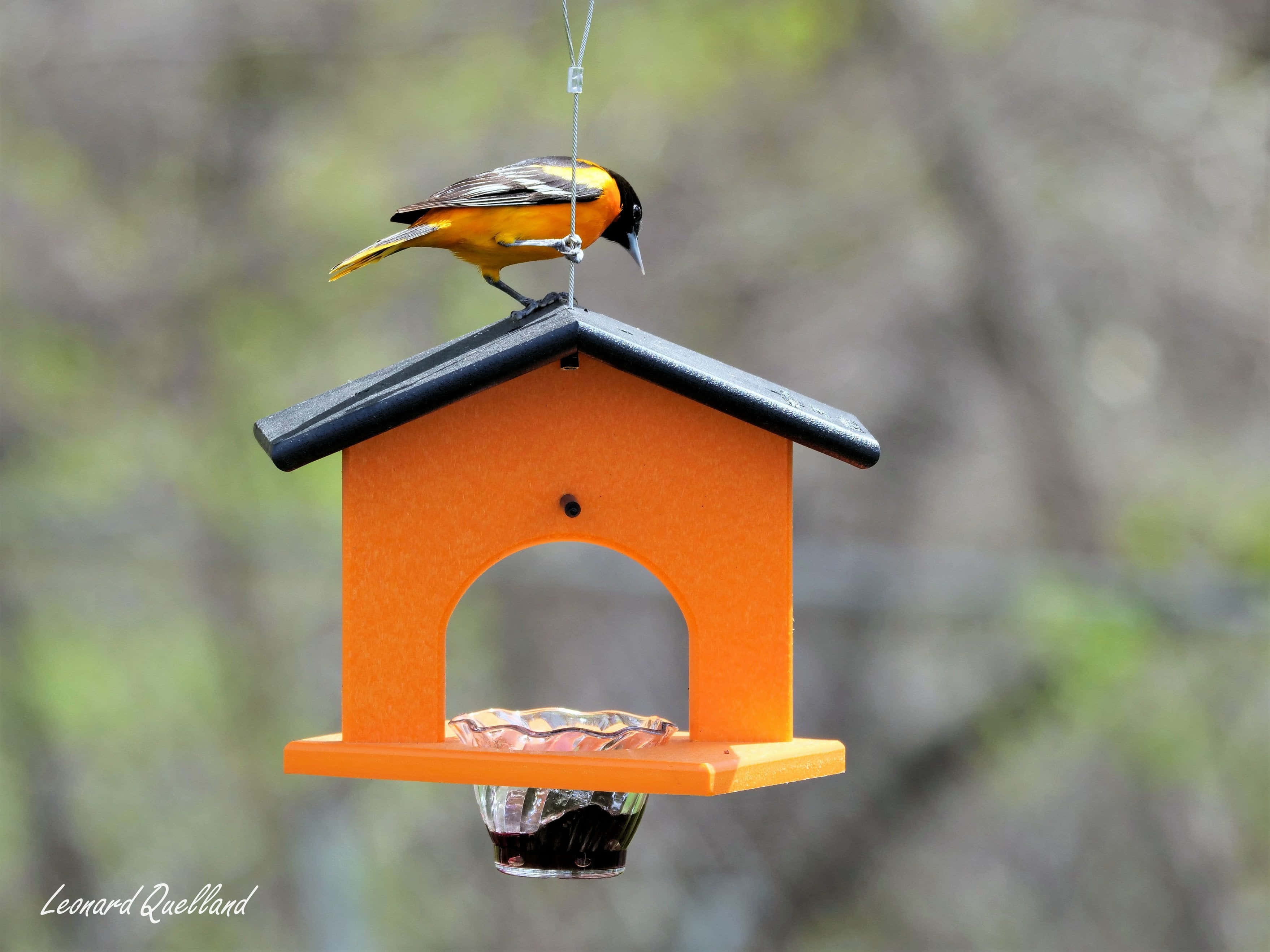 Orioles Bird 桌布 壁紙 — 一隻鮮豔的橙色和黑色鳥兒棲息在一個亮橙色的懸掛式鳥食器上，背景是柔和的綠色模糊效果。