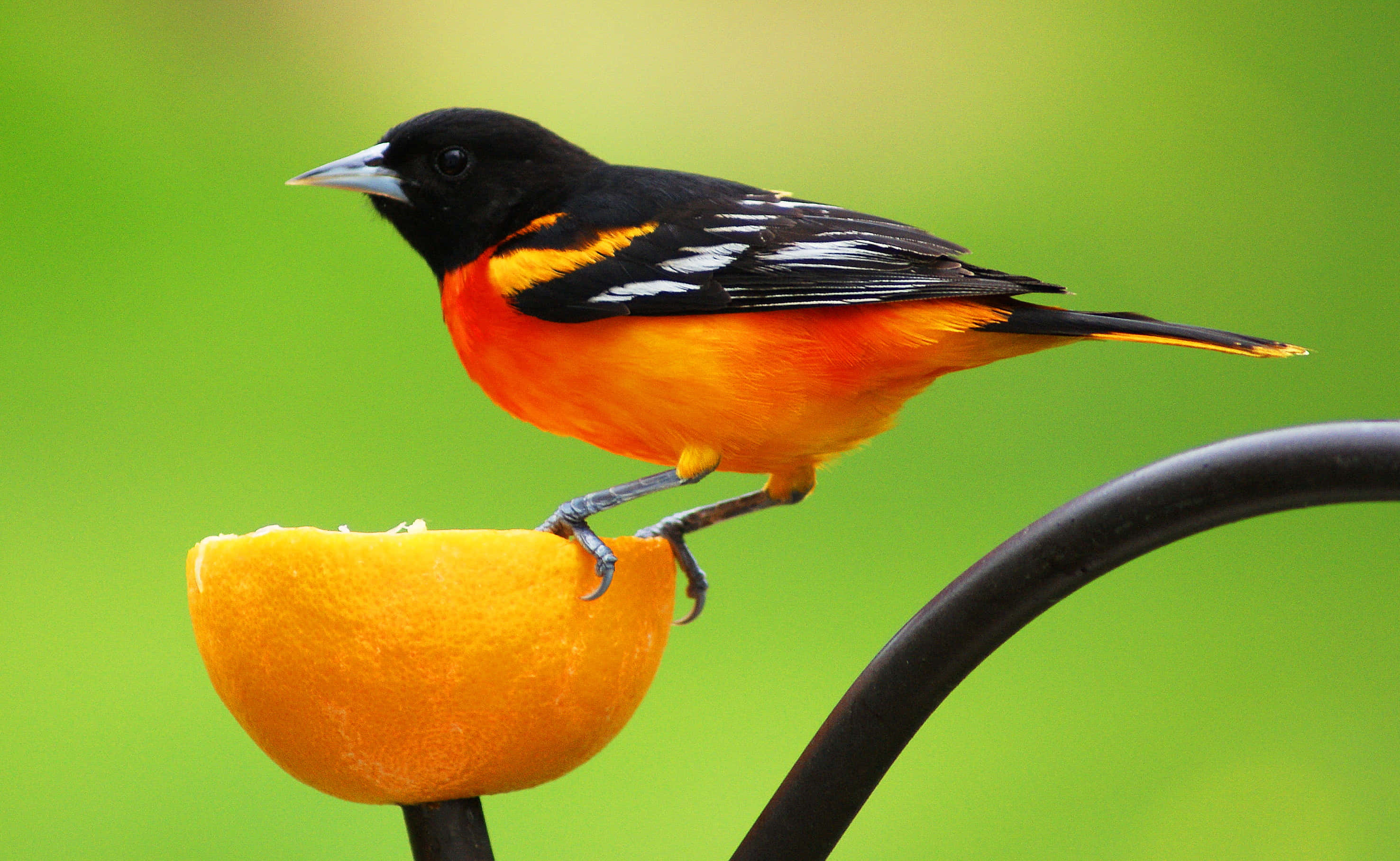 Orioles Bird 桌布 壁紙 — 一隻鮮豔的橙色和黑色鳥兒棲息在一個剝了皮的半個橙子上，放在一個黑色金屬餵食器上，背景是柔和的綠色。