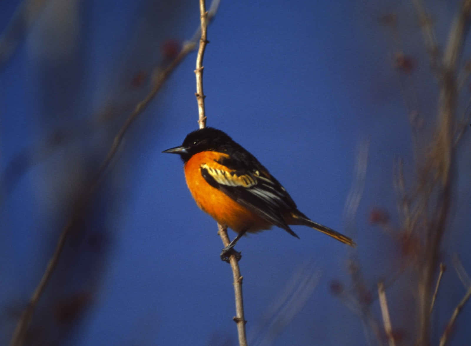 Orioles Bird 桌布 壁紙 — 一隻鮮豔的橙色和黑色鳥兒棲息在光禿的樹枝上，背景是深藍色的天空，前景有模糊的細枝。