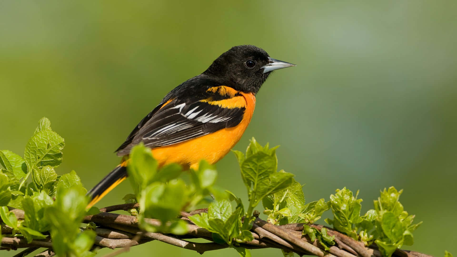 Orioles Bird 桌布 壁紙 — 一隻鮮豔的橙色和黑色鳥兒棲息在枝葉茂密的樹枝上，背景是柔和的綠色模糊背景。