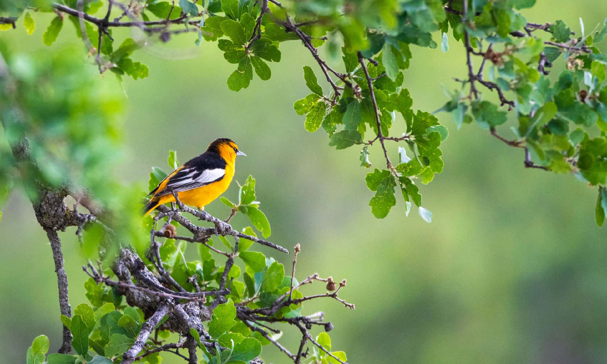 Orioles Bird 桌布 壁紙 — 一隻鮮豔的橙色和黑色鳥兒棲息在枝葉茂密的樹枝上，周圍是茂密的綠色樹葉，光線柔和自然。