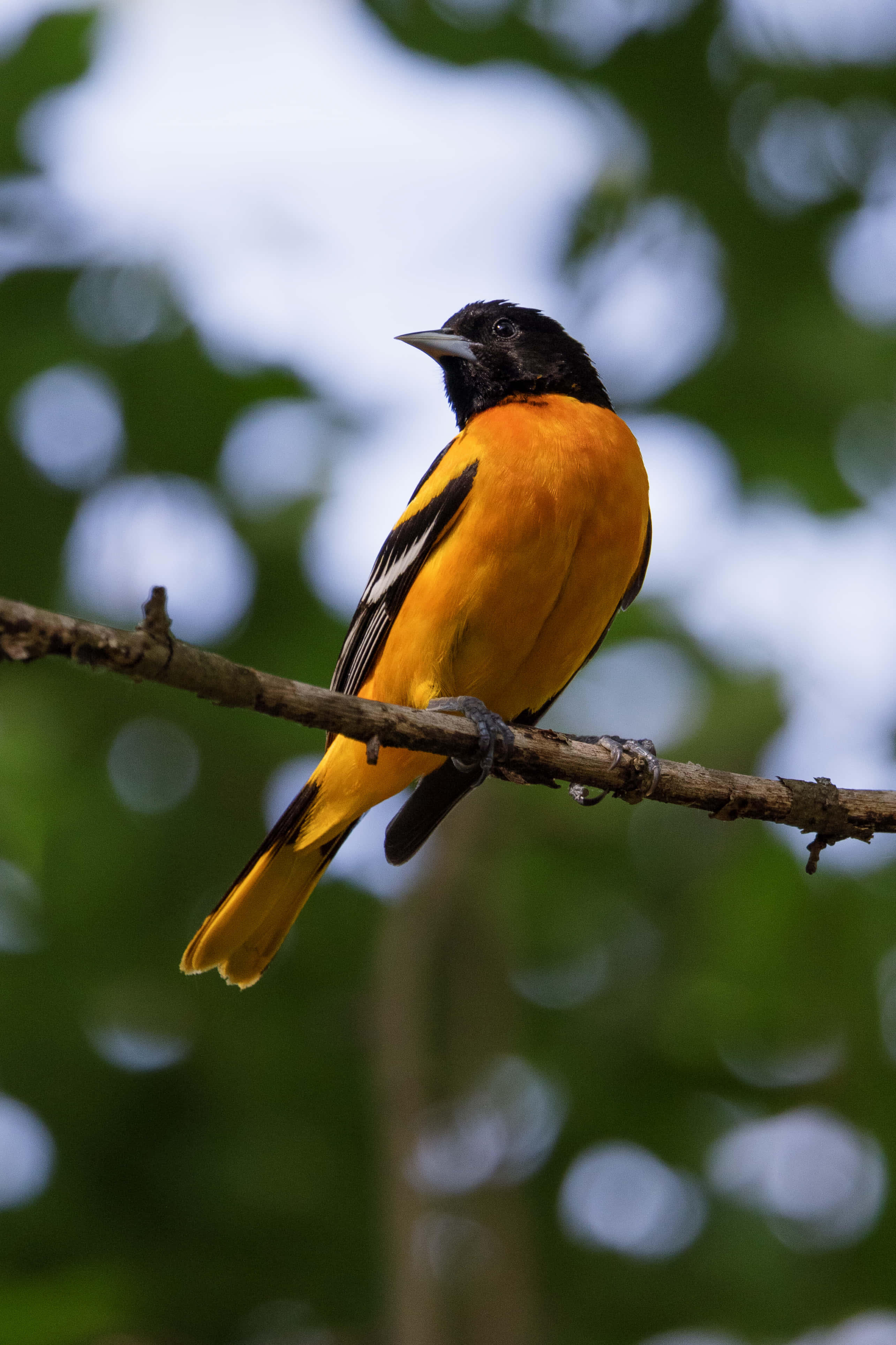 Orioles Bird 桌布 壁紙 — 一隻鮮豔的橙色和黑色鳥兒棲息在樹枝上，背景是柔和的綠色和藍色散景。