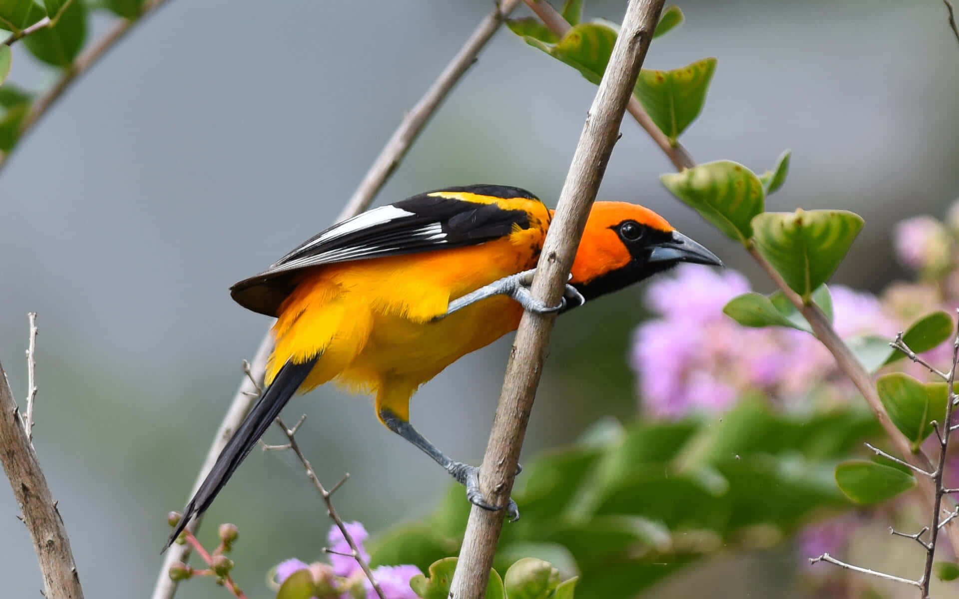 Orioles Bird 桌布 壁紙 — 一隻鮮豔的橙色和黑色鳥兒棲息在樹枝上，周圍是綠葉和柔和的紫色花朵。