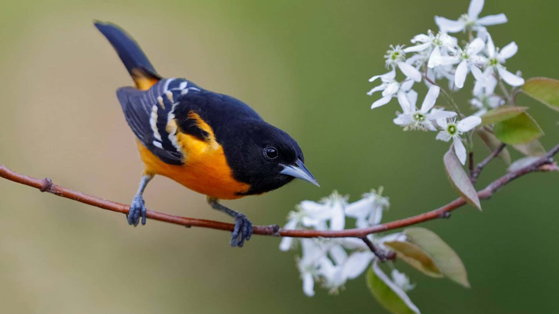 Orioles Bird 桌布 壁紙 — 一隻鮮豔的橙色和黑色鳥兒棲息在樹枝上，旁邊是精緻的白色花朵，背景是柔和的綠色。