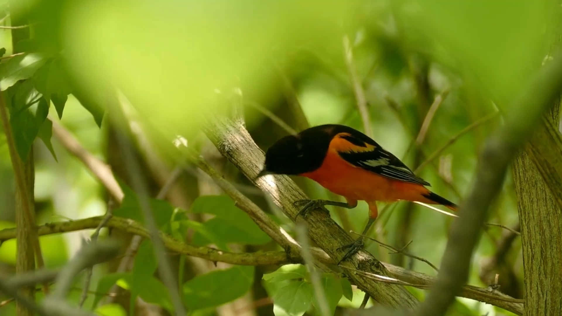 Orioles Bird 桌布 壁紙 — 一隻鮮豔的橙色和黑色鳥兒棲息在樹枝上，周圍是茂密的綠色樹葉，在明亮的日光下。
