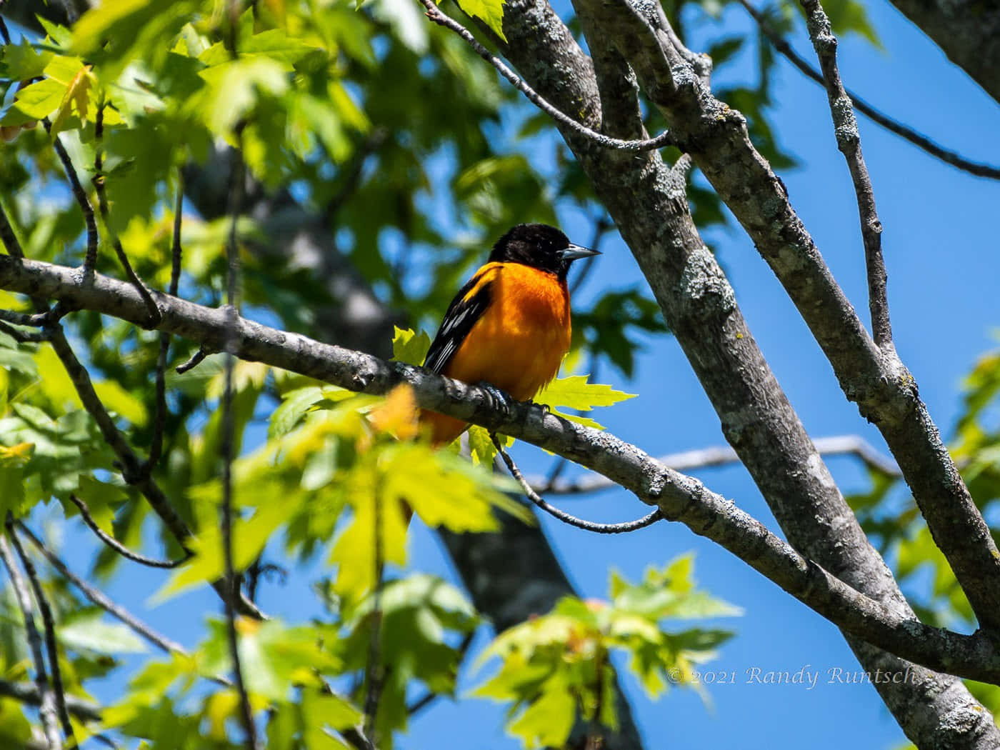 Orioles Bird 桌布 壁紙 — 一隻鮮豔的橙色和黑色鳥兒棲息在樹枝上，周圍是清新的綠葉，背景是清澈的藍天。