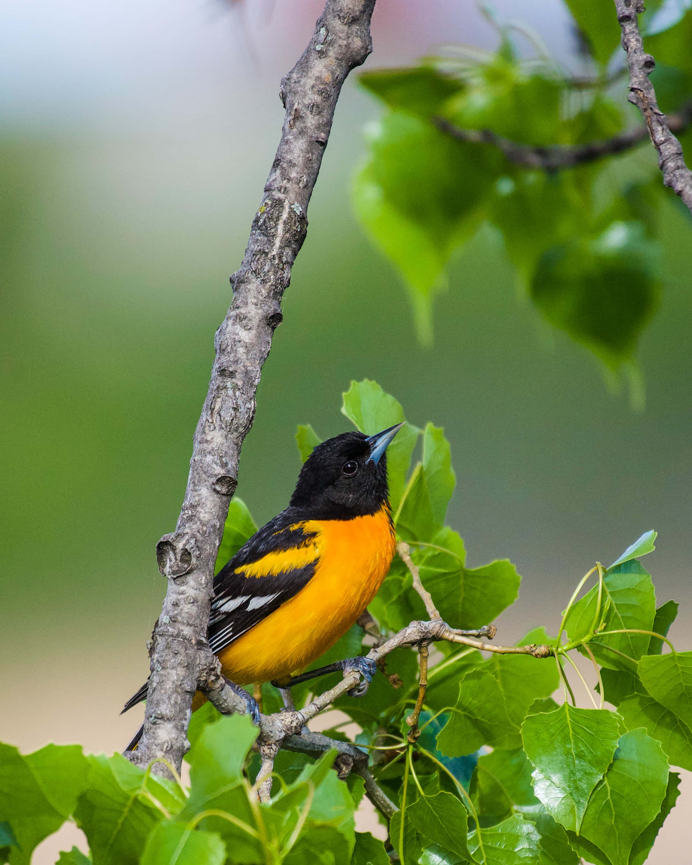 Orioles Bird 桌布 壁紙 — 一隻鮮豔的橙色和黑色鳥兒棲息在紋理分明的樹枝上，周圍是茂密的綠葉。