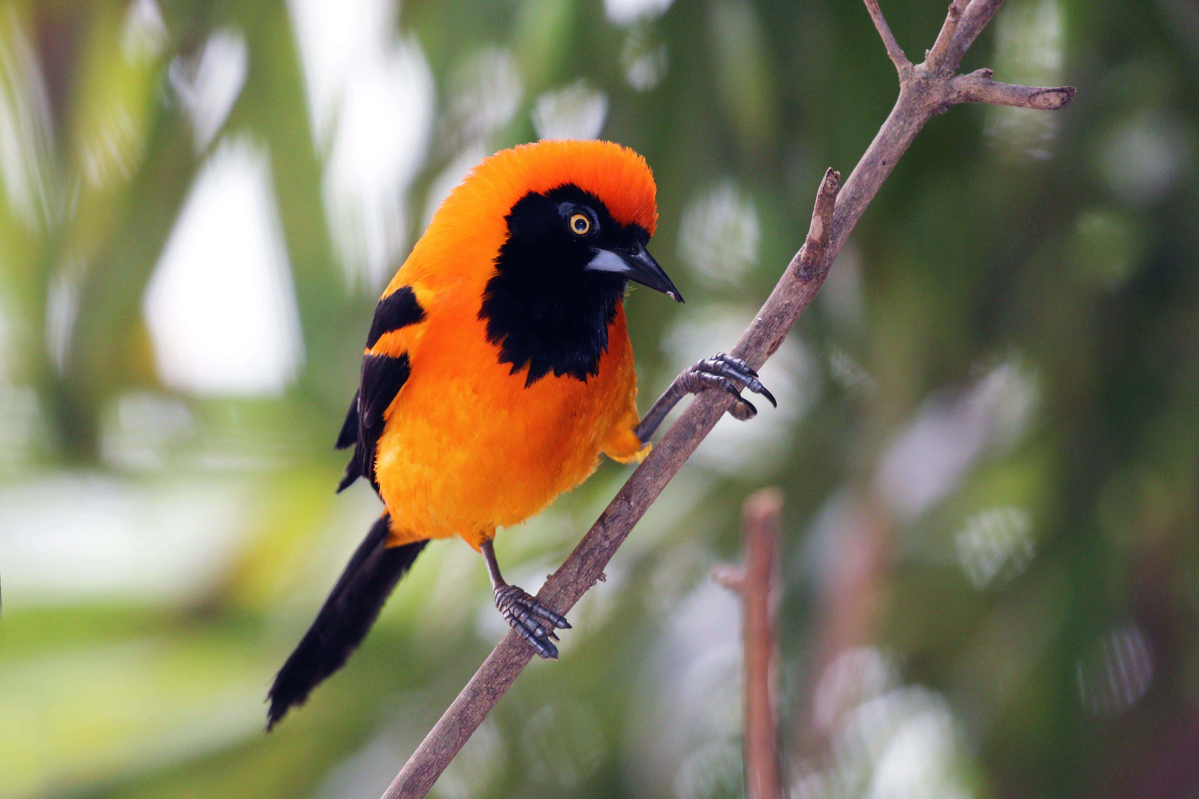 Beautiful Birds 桌布 壁紙 — 一隻鮮豔的橙色和黑色鳥兒棲息在細長的樹枝上，背景是柔和的綠色模糊效果。